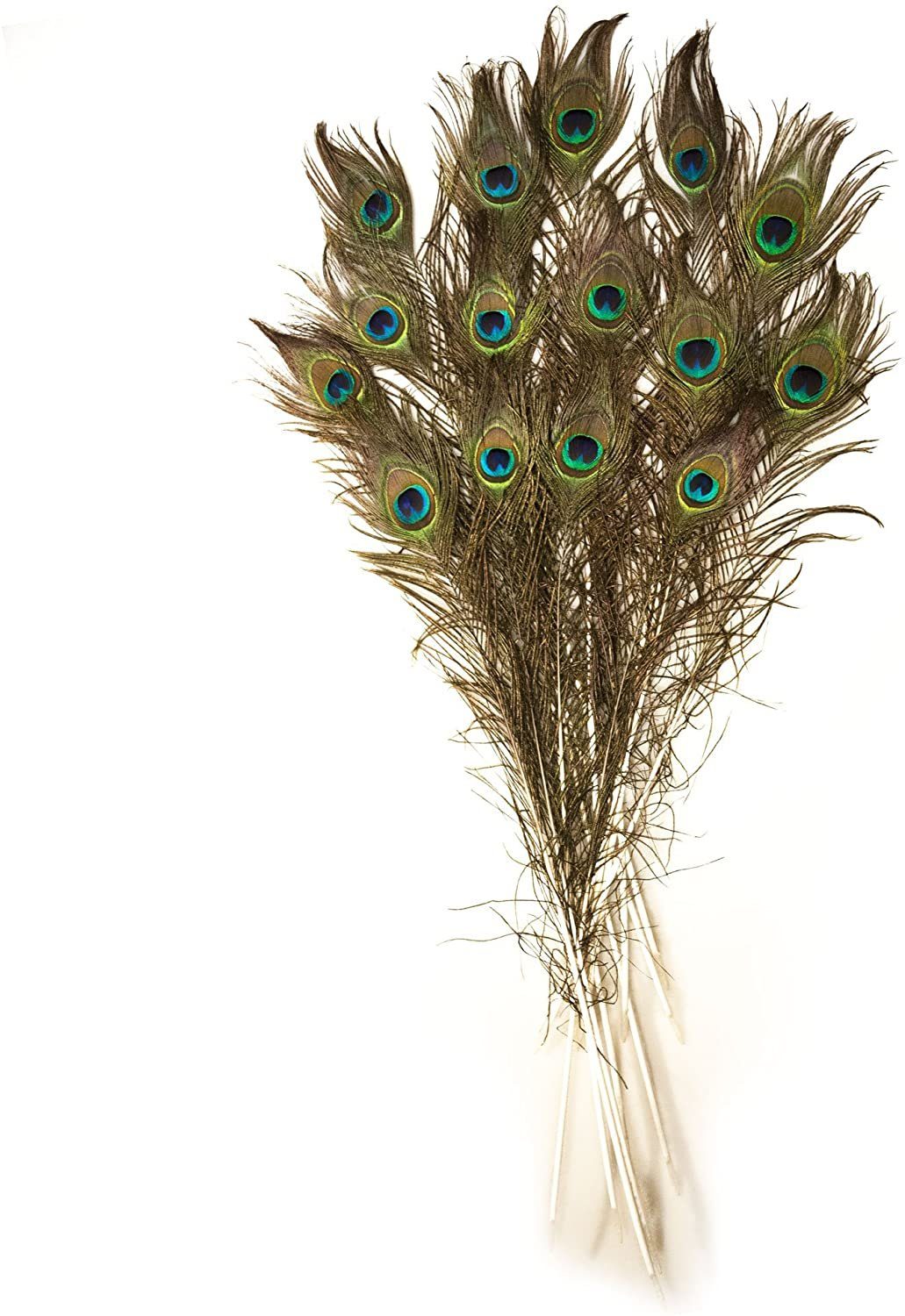 ROSEMARIE SCHULZ Heidelberg Bastelnaturmaterial 15 Pfauenfedern ca. 70 cm l günstig online kaufen