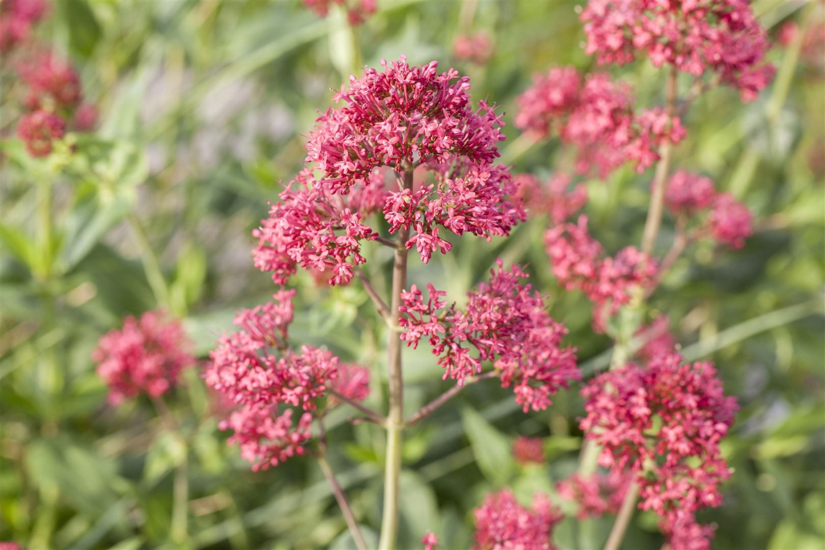 Pflanzen für Dich Staude Centranthus ruber Coccineus, 1 St., Rote Spornblume, Roter Spornblume, Rote Valeriana, Rote Felsenblume
