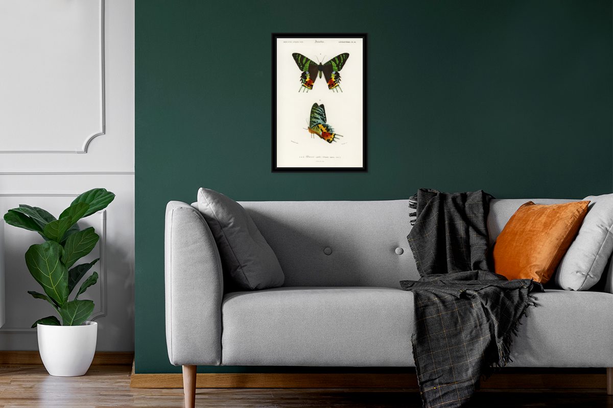MuchoWow Insekten, Poster, Vintage - - Wanddeko, Gerahmtes Poster (1 Schmetterling Bilder, Wandposter, Schwarzem Bilderrahmen St),