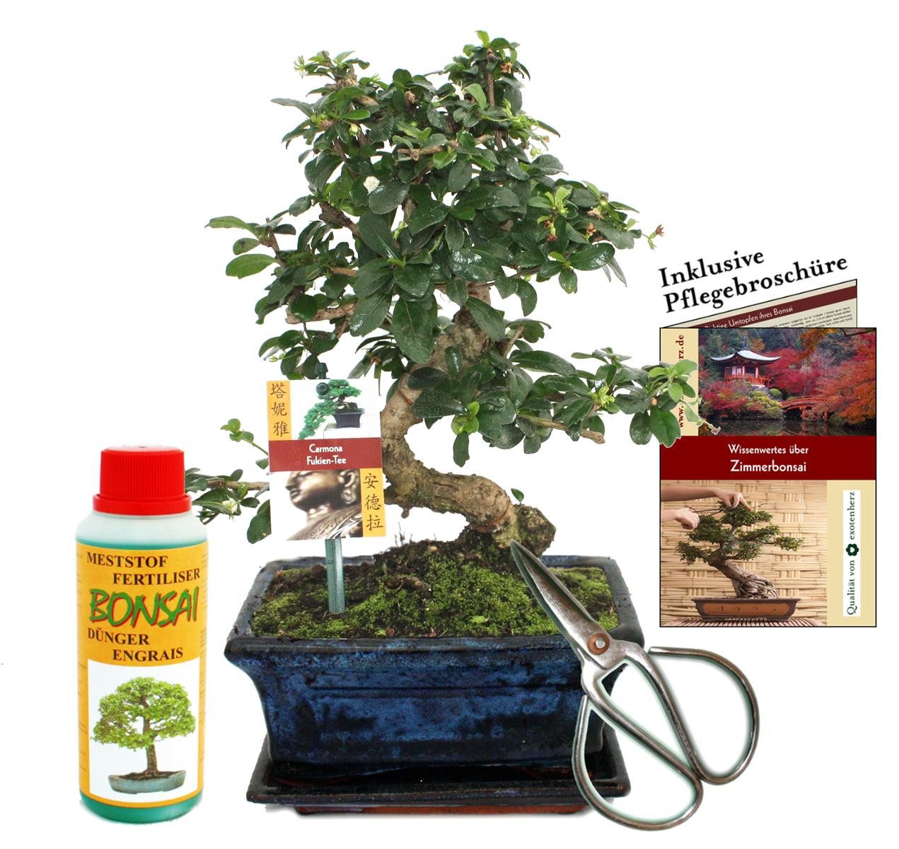 Exotenherz Zimmerpflanze Geschenkset Bonsai Carmona Fukientee ca. 8 Jahre alt Anfänger-Set