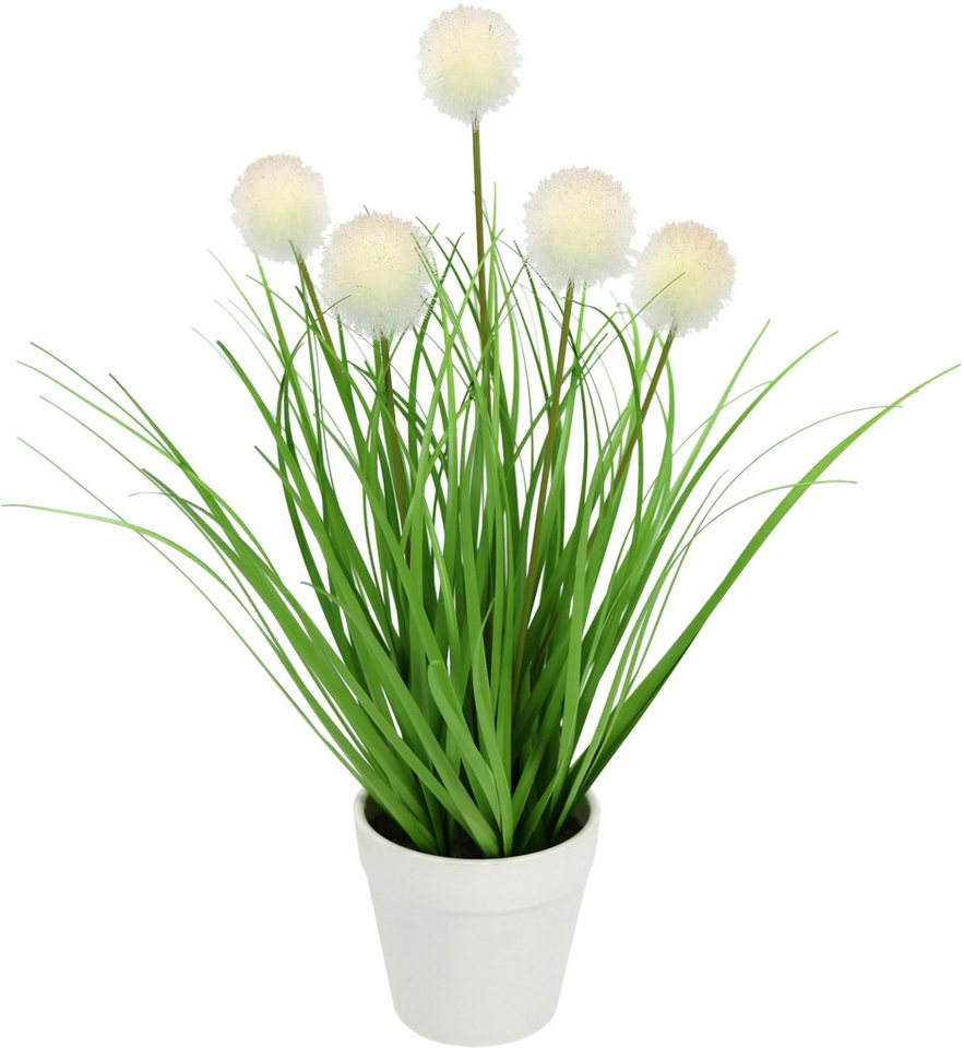 Kunstpflanze Knopfgras im Topf, I.GE.A., Höhe 35 cm