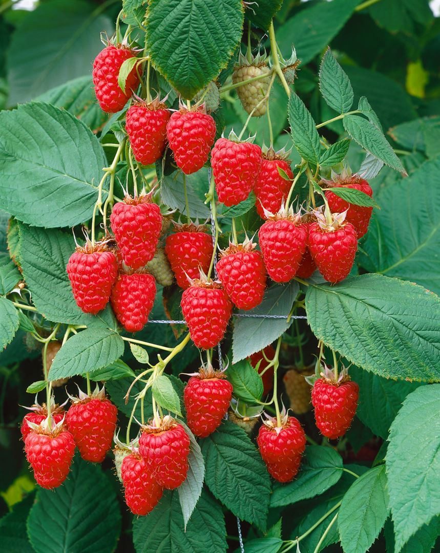 Pflanzen für Dich Obstpflanze Rubus idaeus Tulameen, 1 St., Himbeere, Gartenhimbeere, großfrüchtig, ertragreich