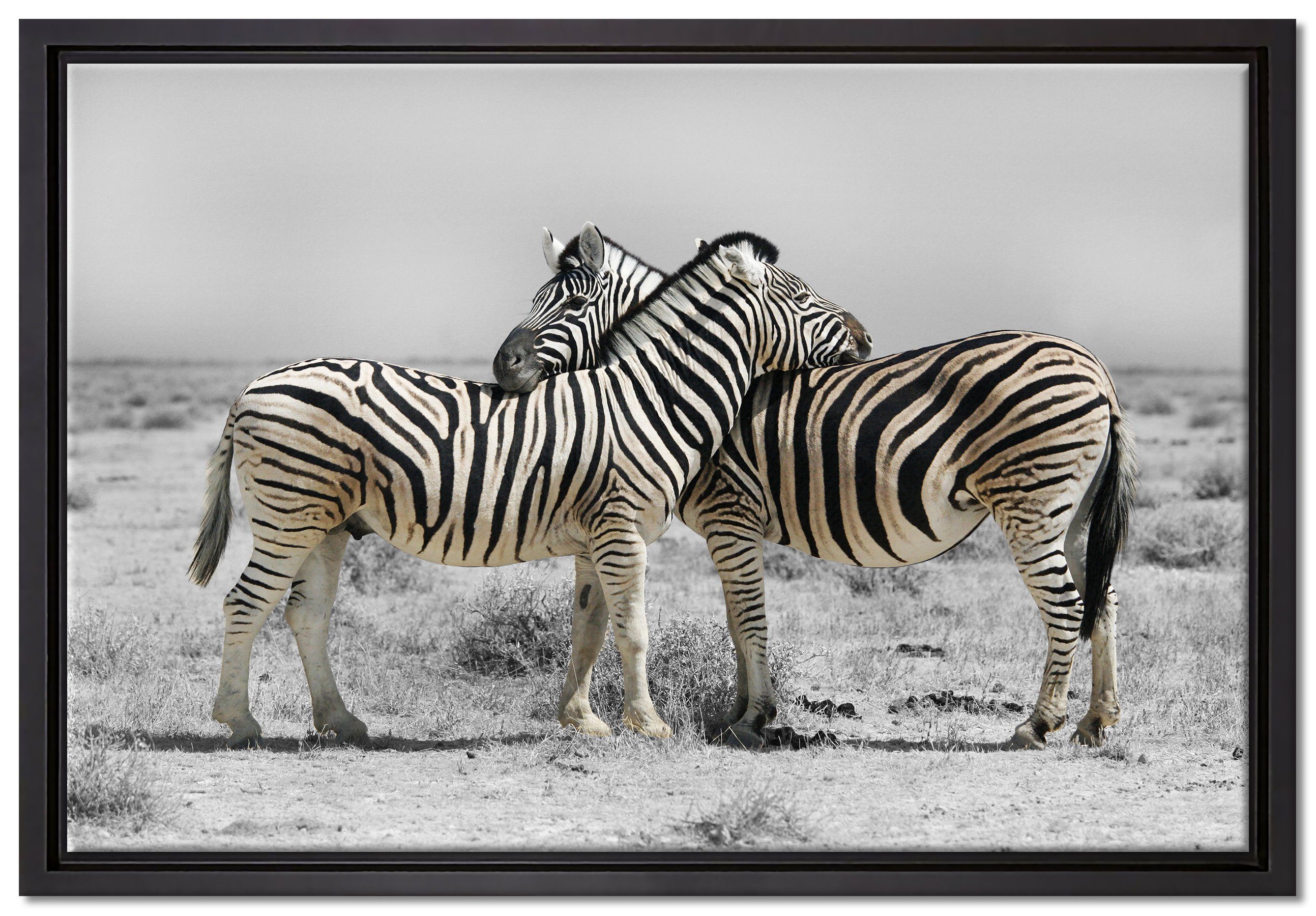Pixxprint Leinwandbild Zebras in der Savanne, Wanddekoration (1 St), Leinwandbild fertig bespannt, in einem Schattenfugen-Bilderrahmen gefasst, inkl. Zackenaufhänger | Leinwandbilder