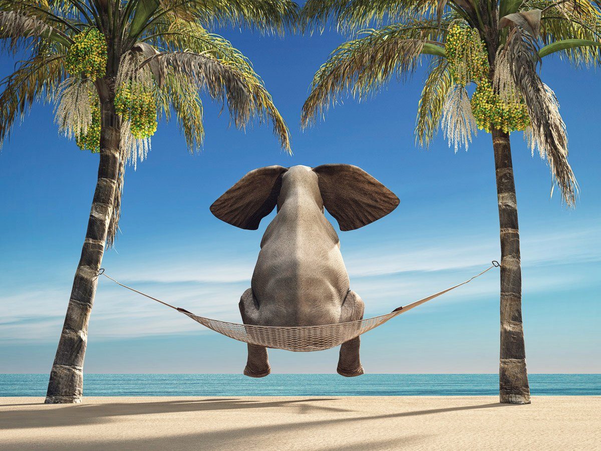 Papermoon Fototapete Elefant auf Hängematte an Strand