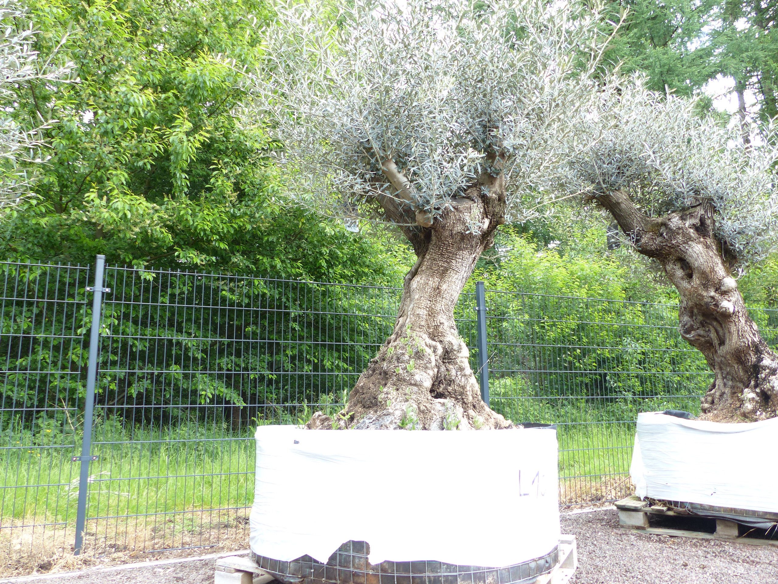 gruenwaren jakubik Olivenbaum genau dieser Baum L10 Olivenbaum 240 cm, knorrige alte urige Olive