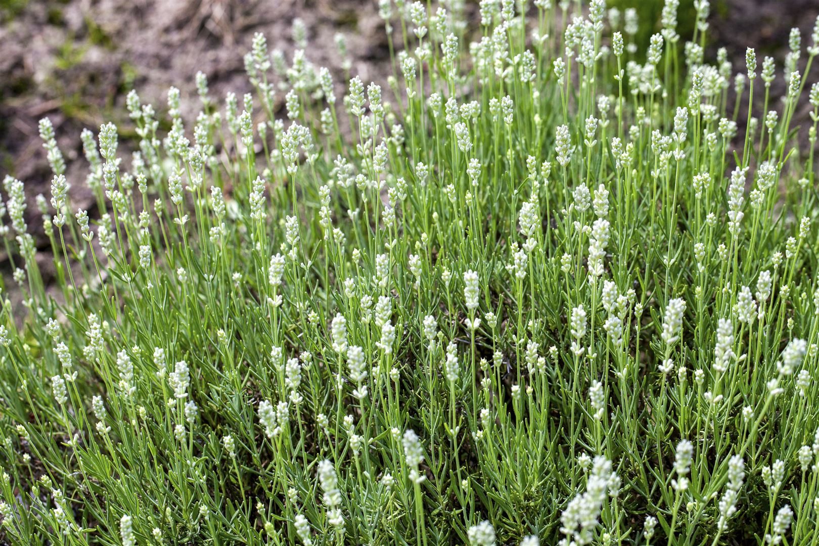 Pflanzen für Dich Staude Lavandula ang. Arctic Snow, 1 St., Lavendel, Echter Lavendel