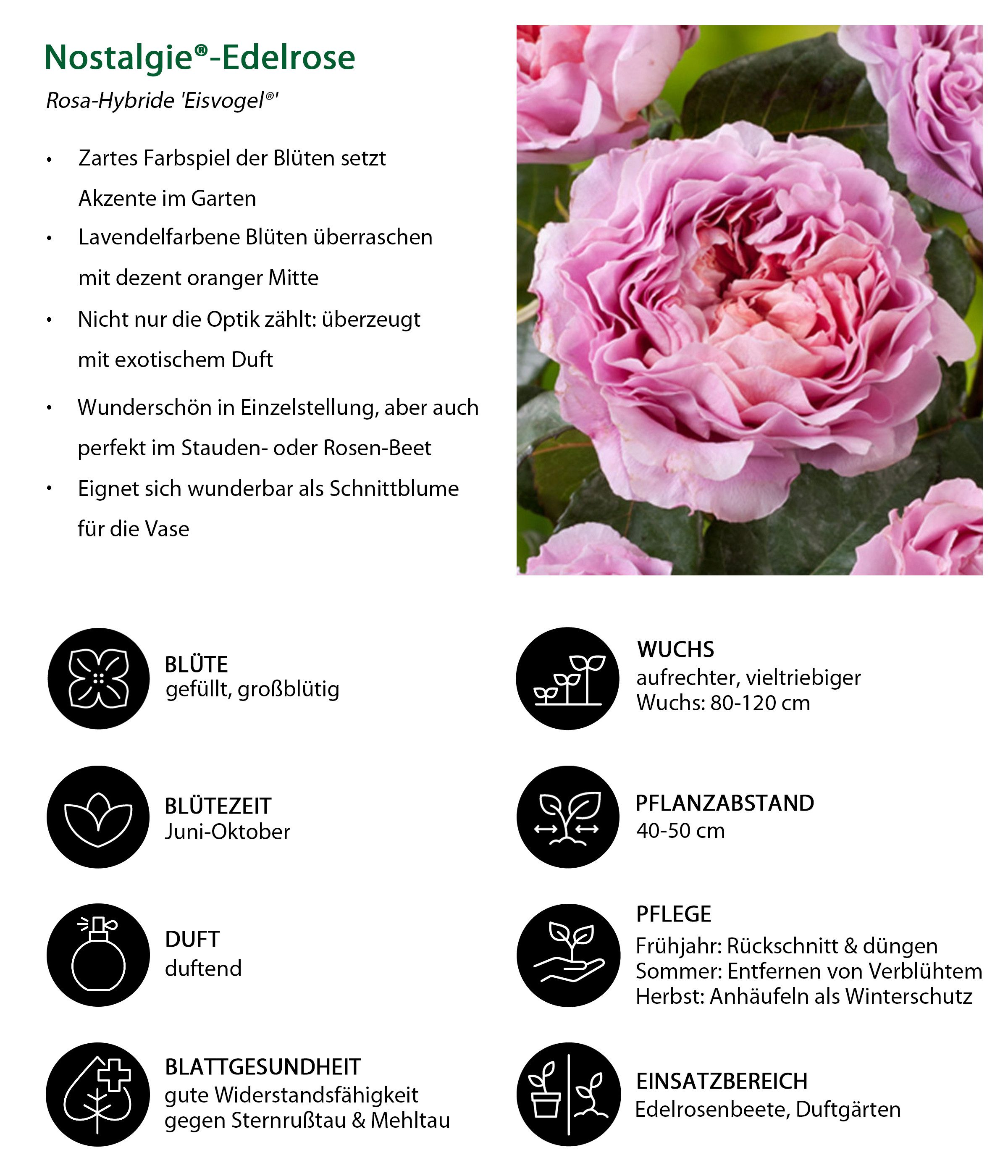 Dehner Rose Nostalgie®-Edelrose Eisvogel®, lavendel-farben, Züchter Tantau, Rose mit duftenden und gefüllten Blüten