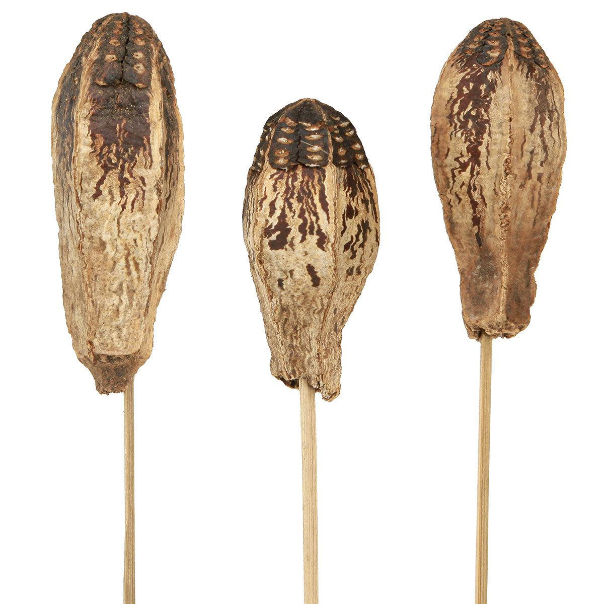 Trockenblume Mahagoni Pods Schoten Naturdeko 45cm 50 Stück, Florists Products, Höhe 9 cm