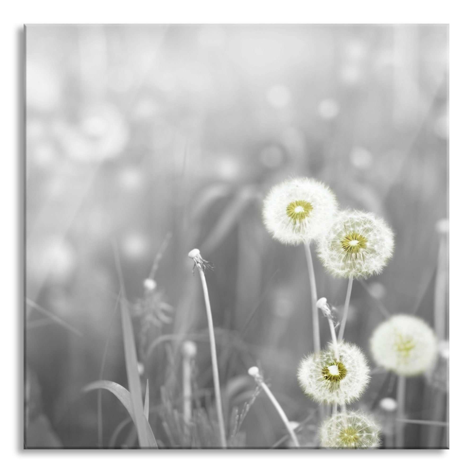Pixxprint Glasbild wunderschöne Pusteblumen, wunderschöne Pusteblumen (1 St), Glasbild aus Echtglas, inkl. Aufhängungen und Abstandshalter