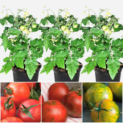 Volmary Gemüsepflanze »Tomaten-Set Tiger-Line« Set, Tomaten-Set Tiger-Line: 3 Pflanzen