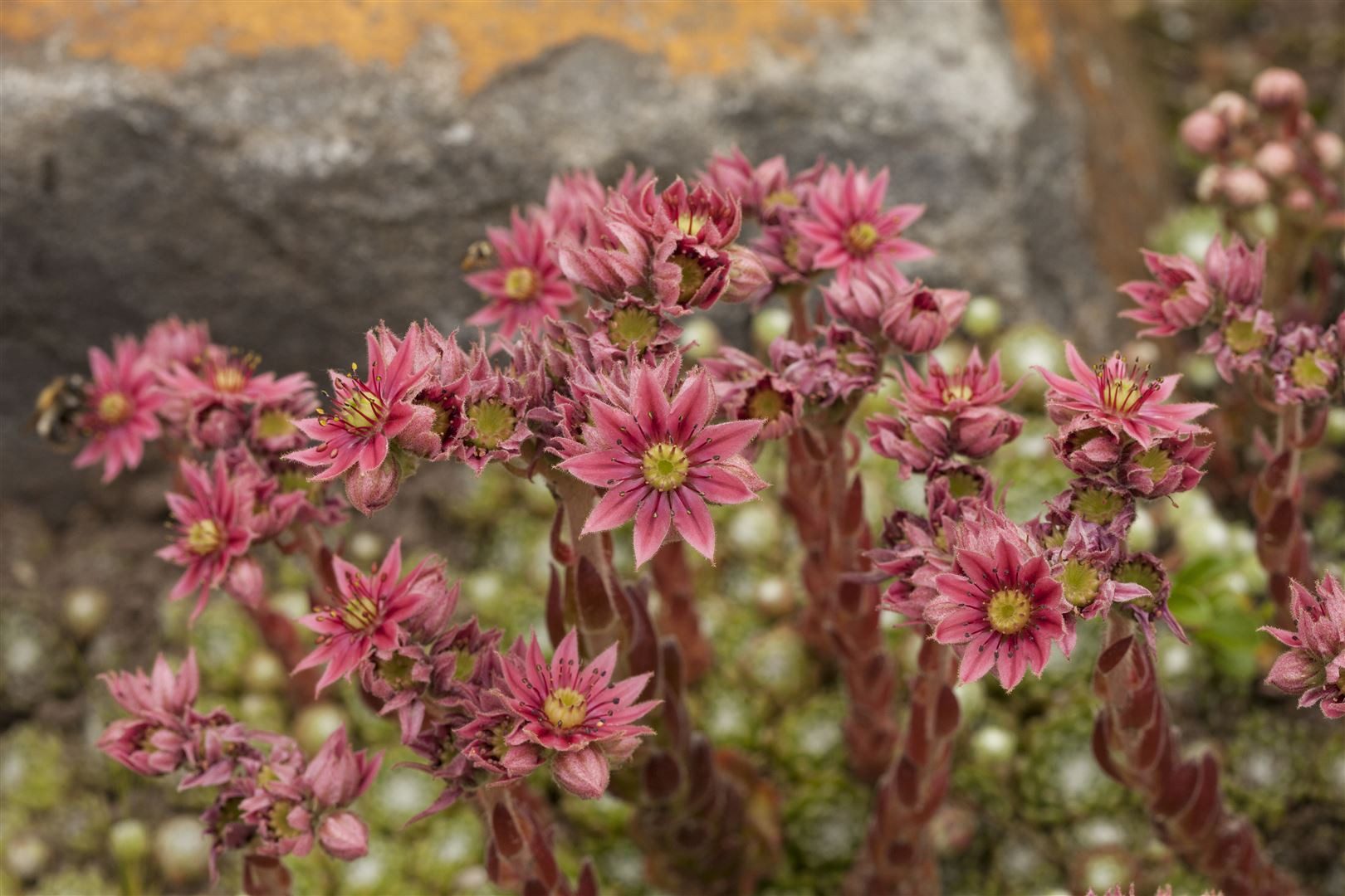 Pflanzen für Dich Staude Sempervivum arach., 1 St., Spinnweb-Hauswurz, Spinnweben-Hauswurz, Spinnwebige Hauswurz