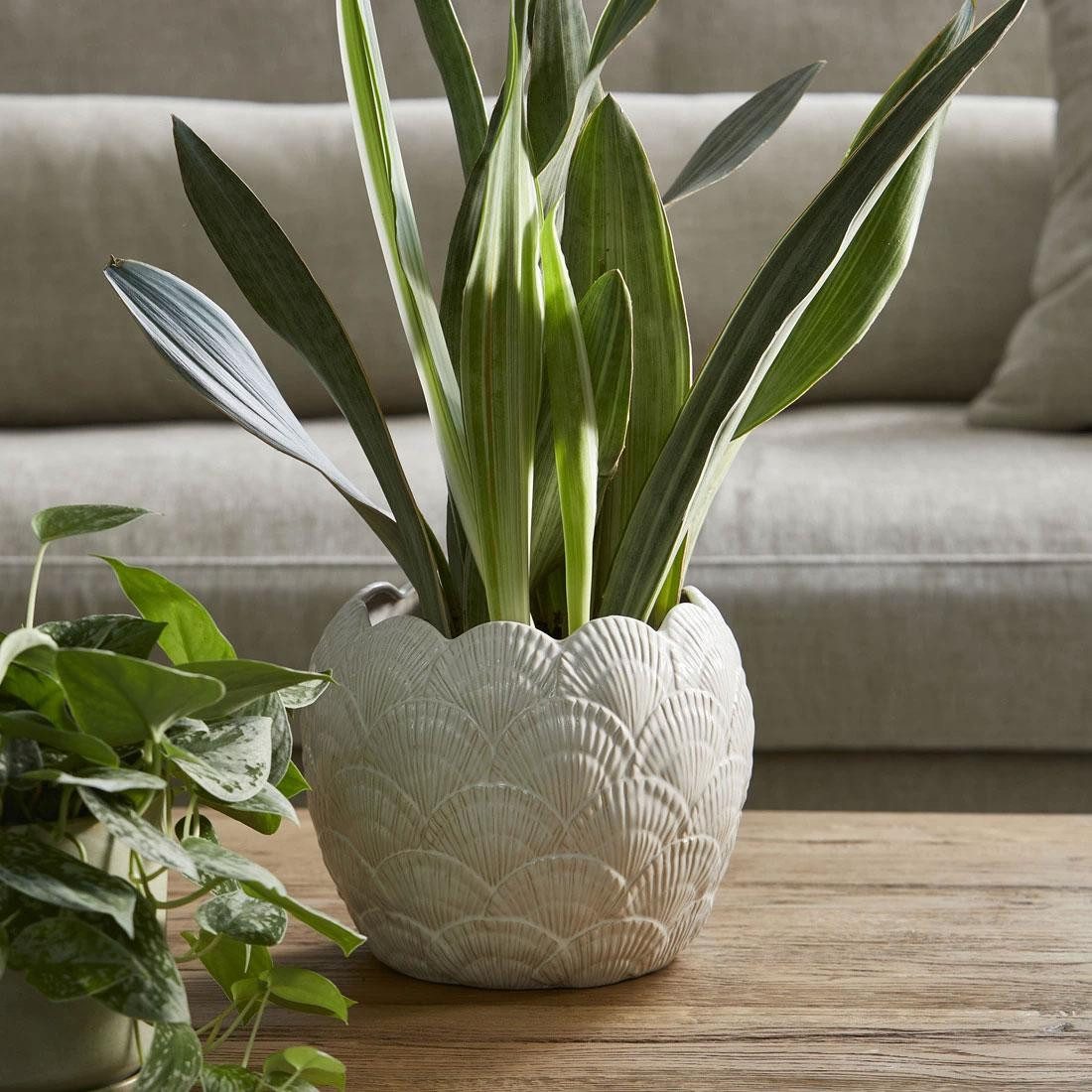 Rivièra Maison Blumentopf Vase Übertopf Muschel günstig online kaufen