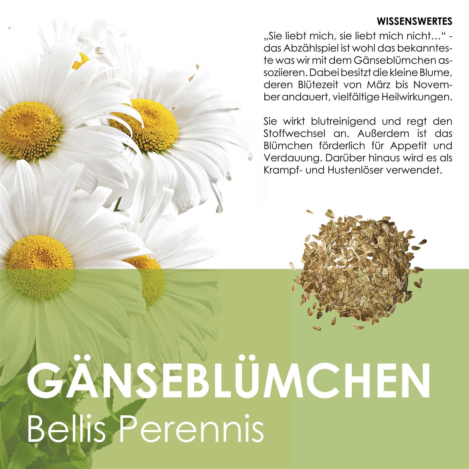 HappySeed Blumensamen Gänseblümchen Samen - Bellis perennis, Blumen – Bild 3 von 5