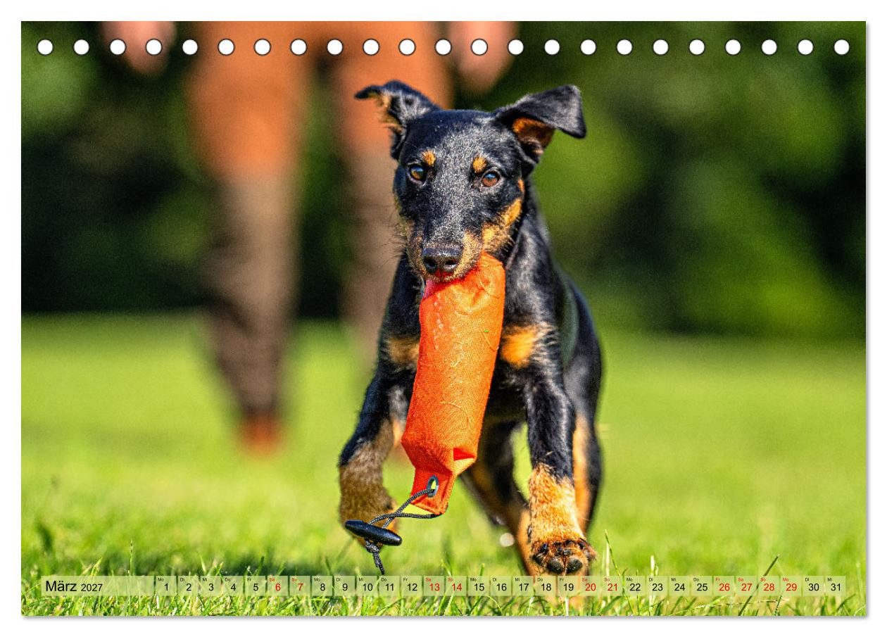 CALVENDO Wandkalender Deutscher Terrier - ein leidenschaftlicher Jäger (Tischkalender 2027 D