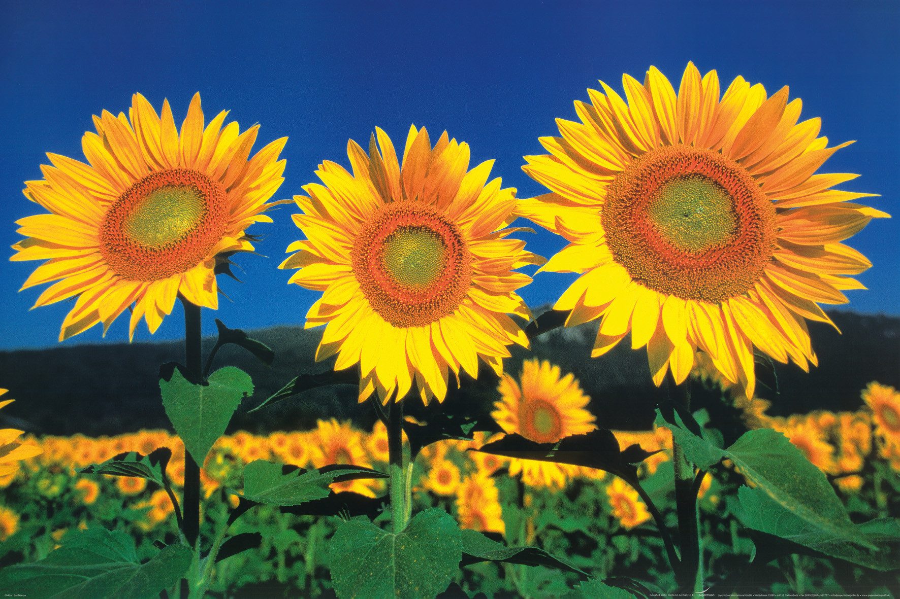 Papermoon Poster POSTER Nr.112 Sonnenblumen, 61 X 91,5 CM, (Blumen Natur Himmel Blau Gelb Grün Querformat), genormte Postergröße für Rahmen, Bild Dekoration Wanddeko Motiv Tapete