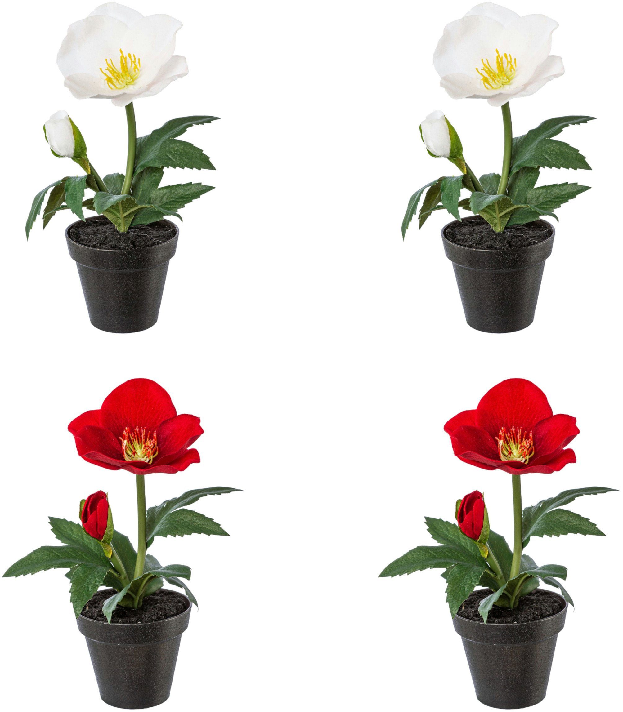 Winterliche Kunstpflanze Weihnachtsdeko Christrose, Creativ green, Höhe 19  cm, im Topf, im 4er-Set (2x Farbe Rot und 2x Farbe Weiß)