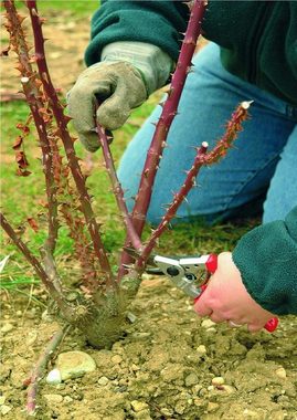 Felco Gartenschere Nr. 10 Linkshänder Rebschere Rollgriff große Hände