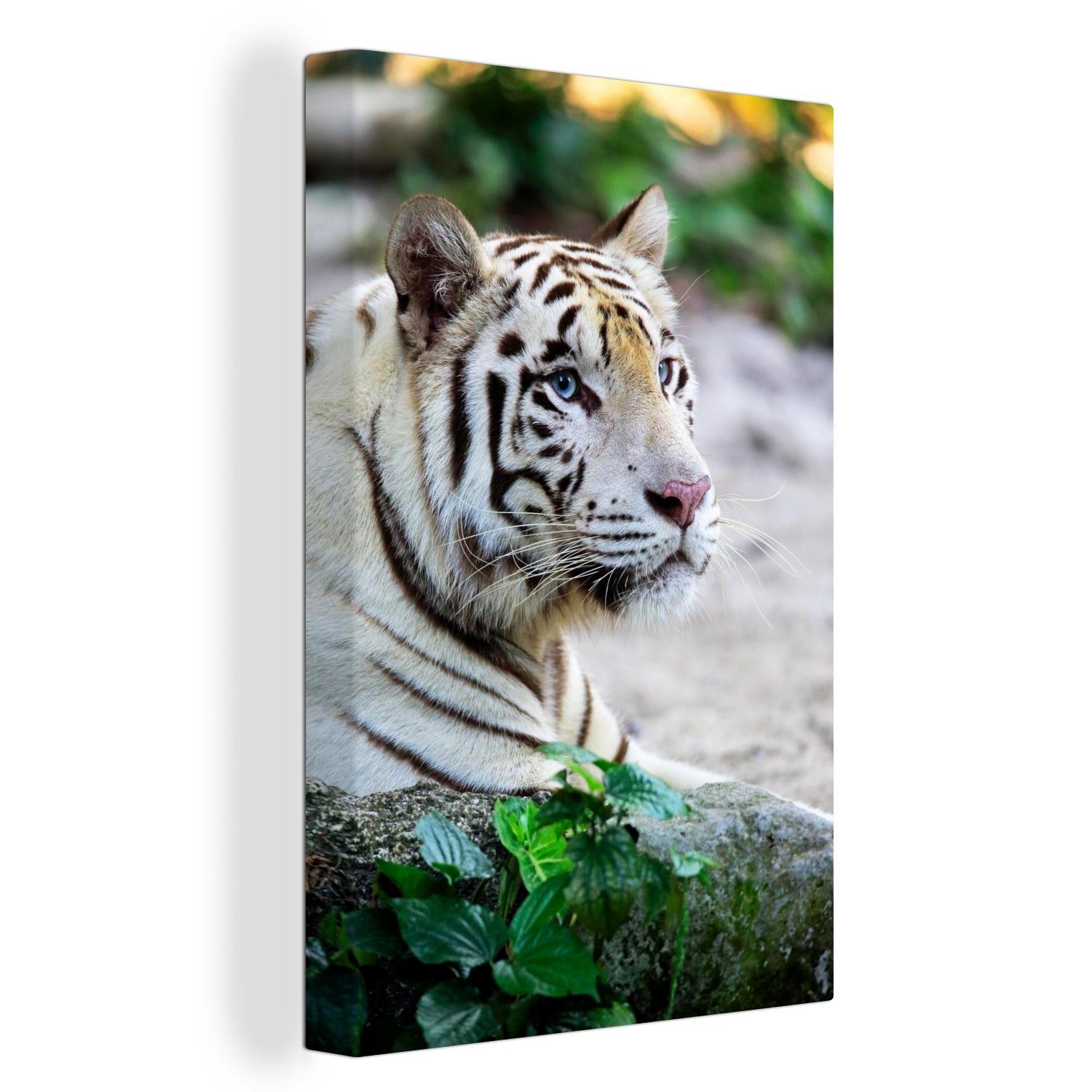 OneMillionCanvasses® Leinwandbild Tiger - Weiß - Sand, (1 St), Leinwandbild fertig bespannt inkl. Zackenaufhänger, Gemälde, 20x30 cm