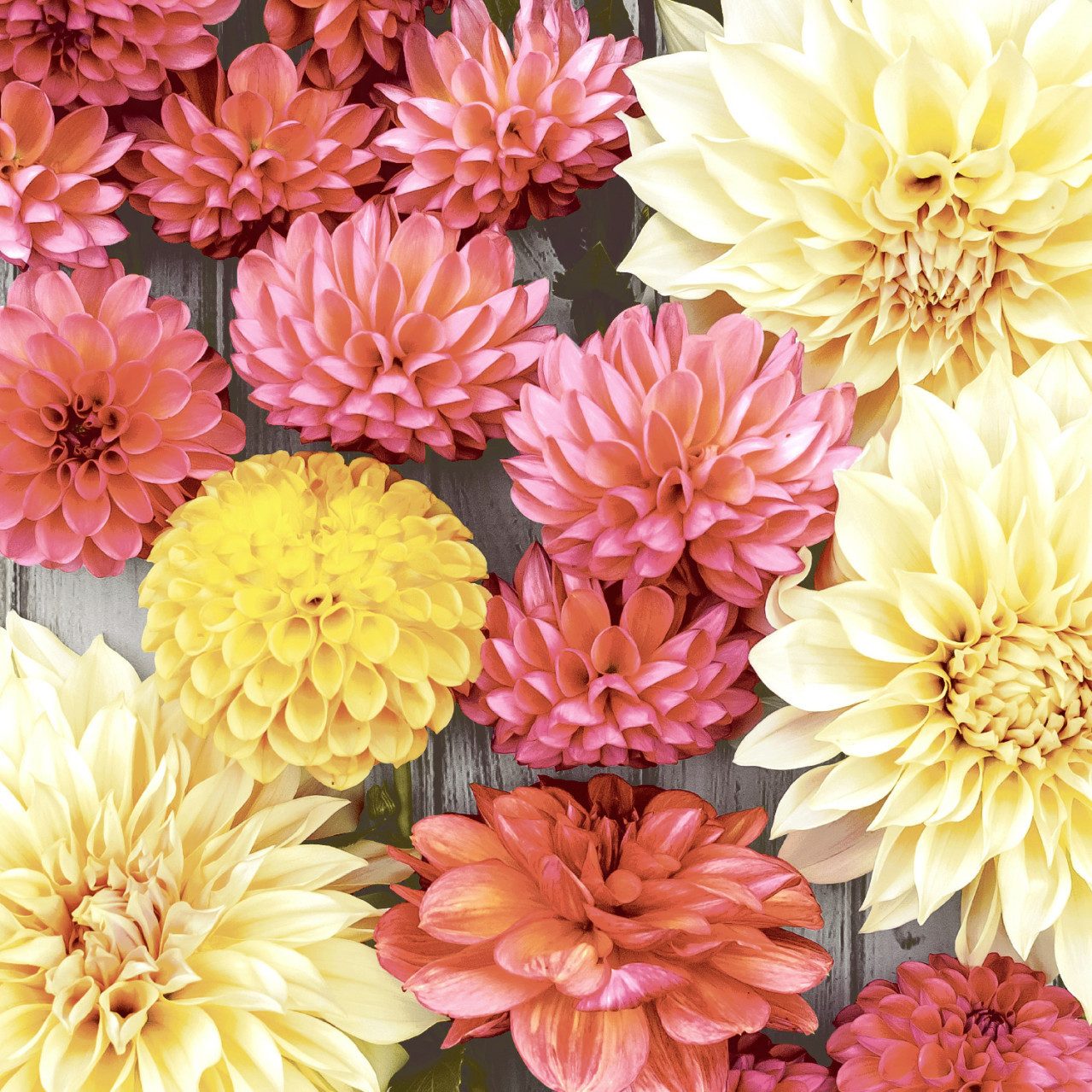 Duni Papierserviette Duni Servietten Soft Dahlia 24 x 24 cm - 20er Pack