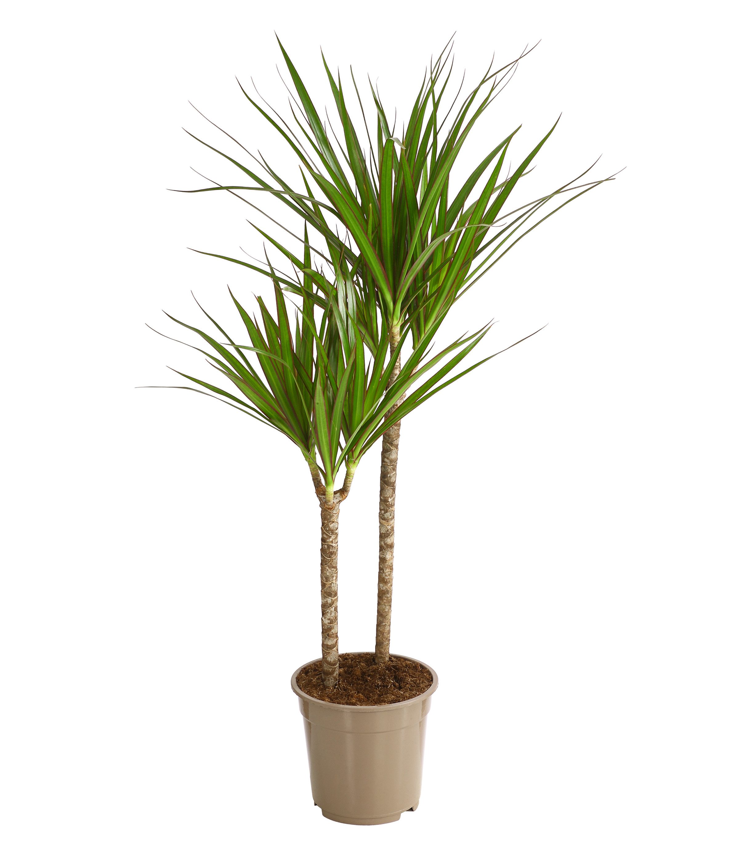 Dehner Zimmerpflanze Drachenbaum, Dracaena marginata, mehrtriebig, rötl. umrandete Blätter