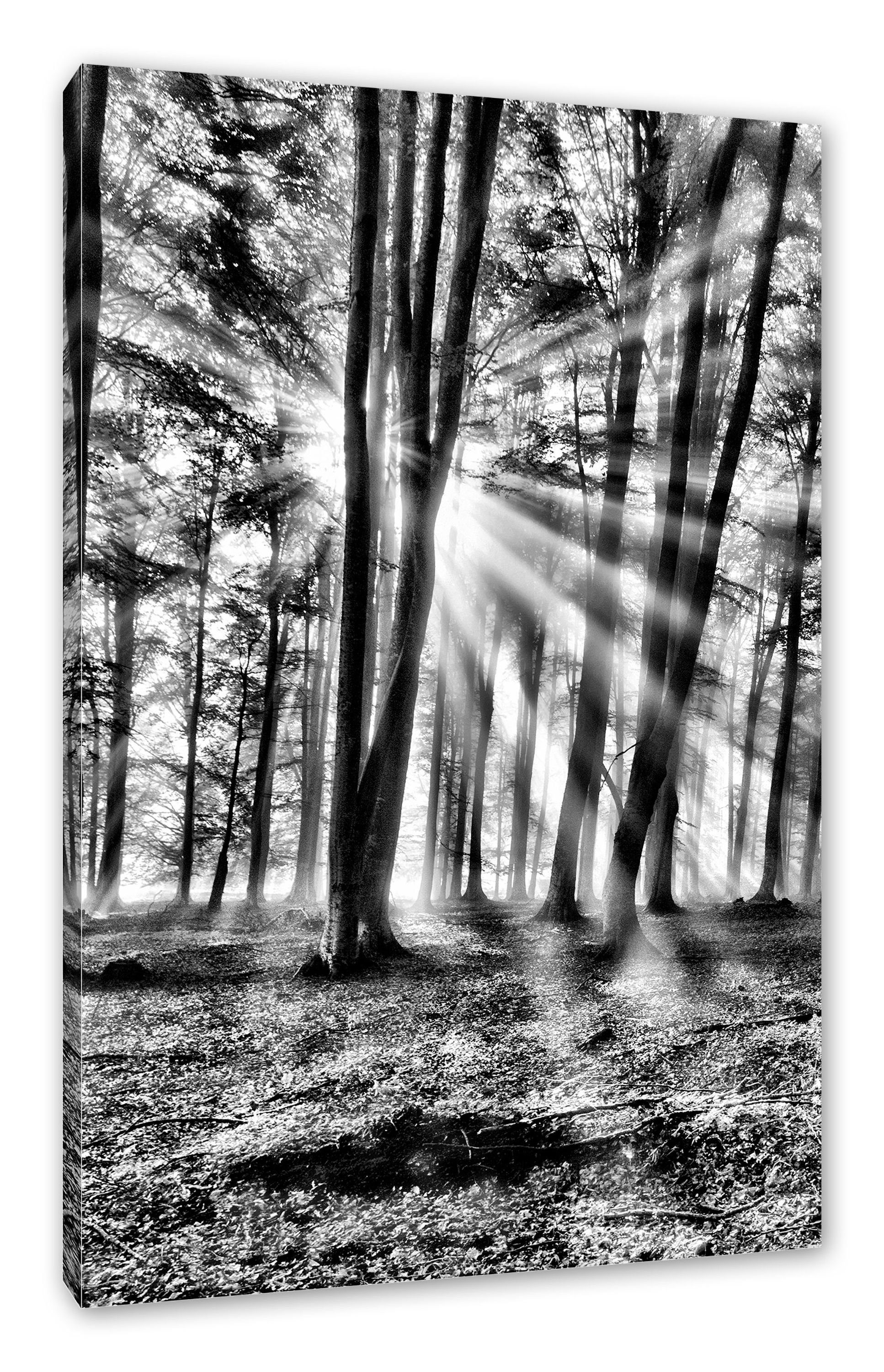 Pixxprint Leinwandbild Waldlichtung Waldlichtung im im (1 Zackenaufhänger Sonnenschein inkl. Leinwandbild St), fertig Sonnenschein, bespannt