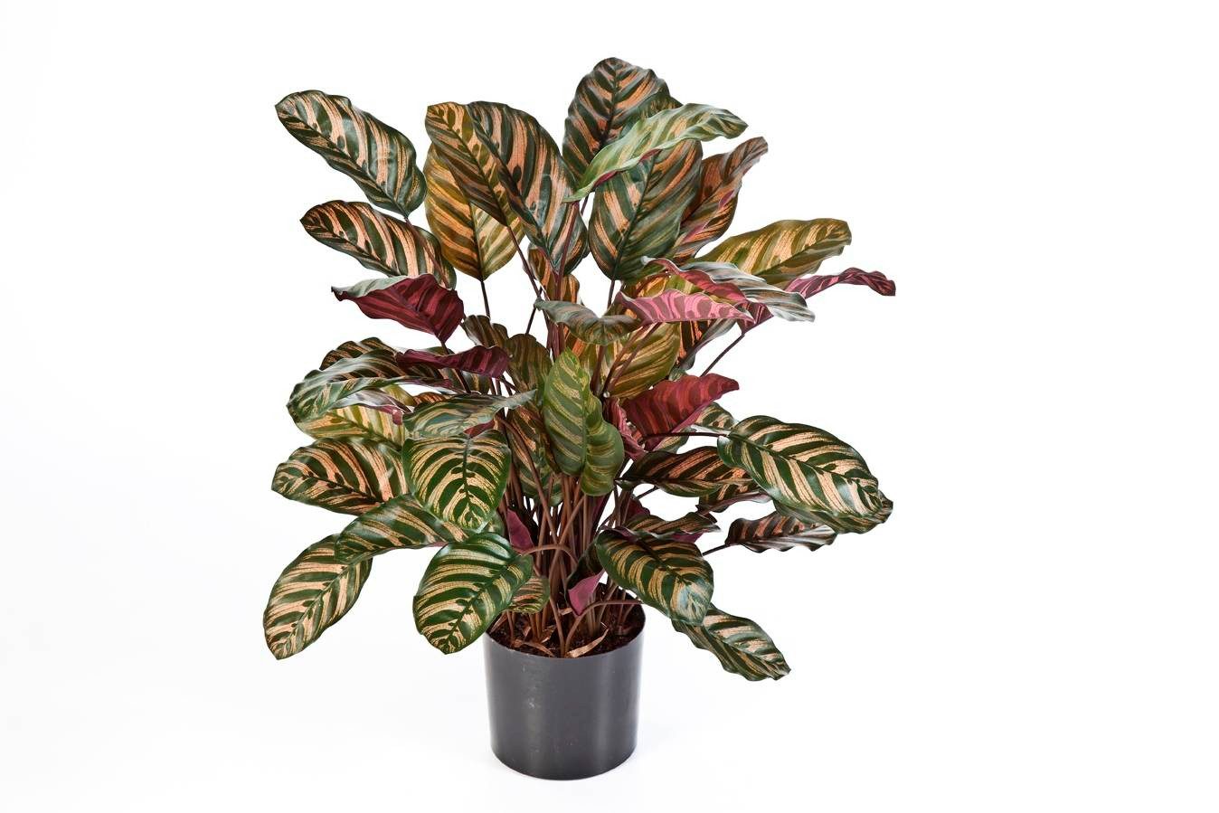 Künstliche Zimmerpflanze Künstliche Calathea Bijan, 65 Blätter, grün-rot, 80cm Calathea (Calathea makoyana), artplants, Höhe 80.0 cm