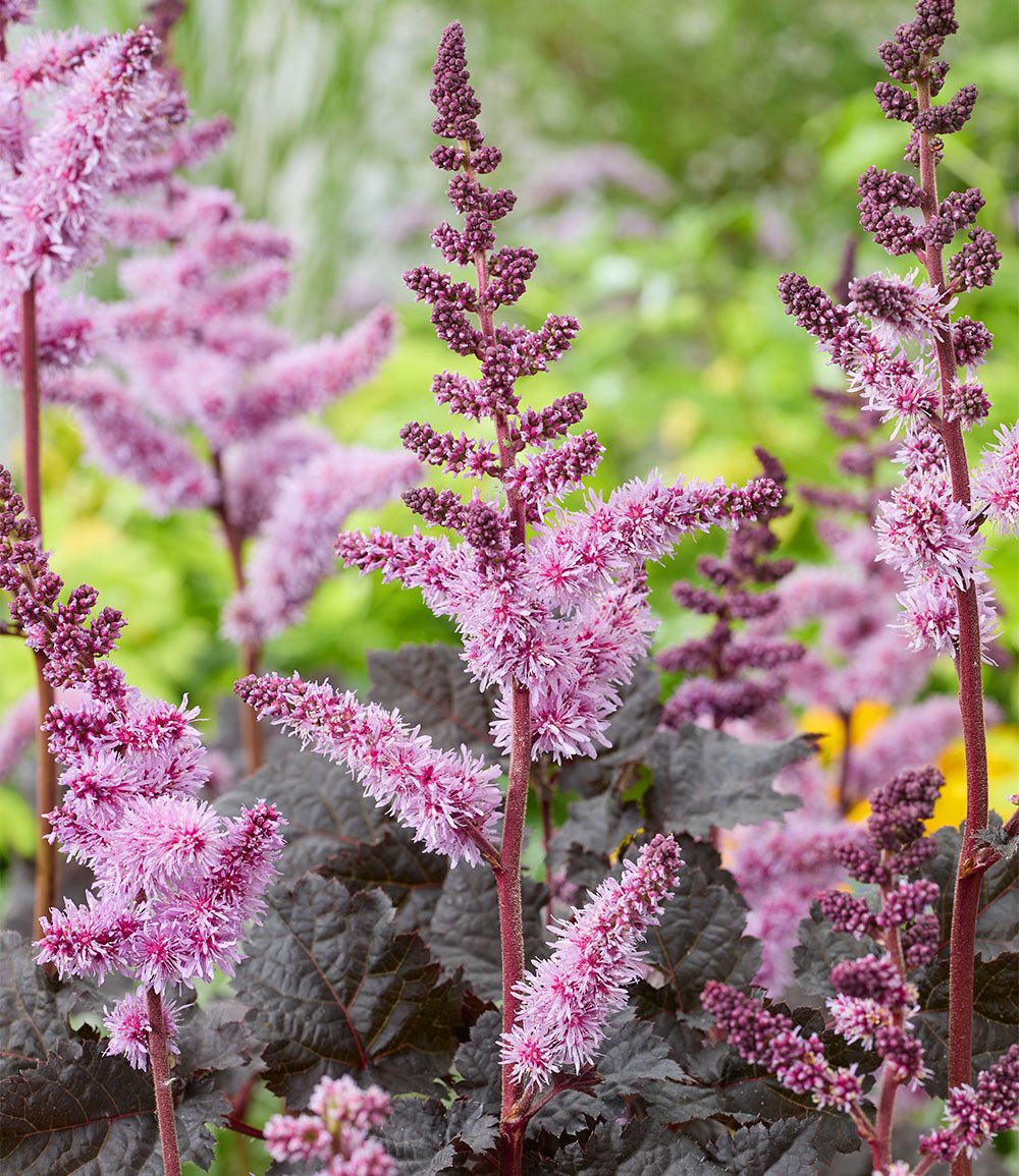 BALDUR Garten Staude Astilbe 'Dark Side of the Moon®', 1 St., Prachtspiere,winterhart, mehrjährig, pflegeleicht – Bild 2 von 3