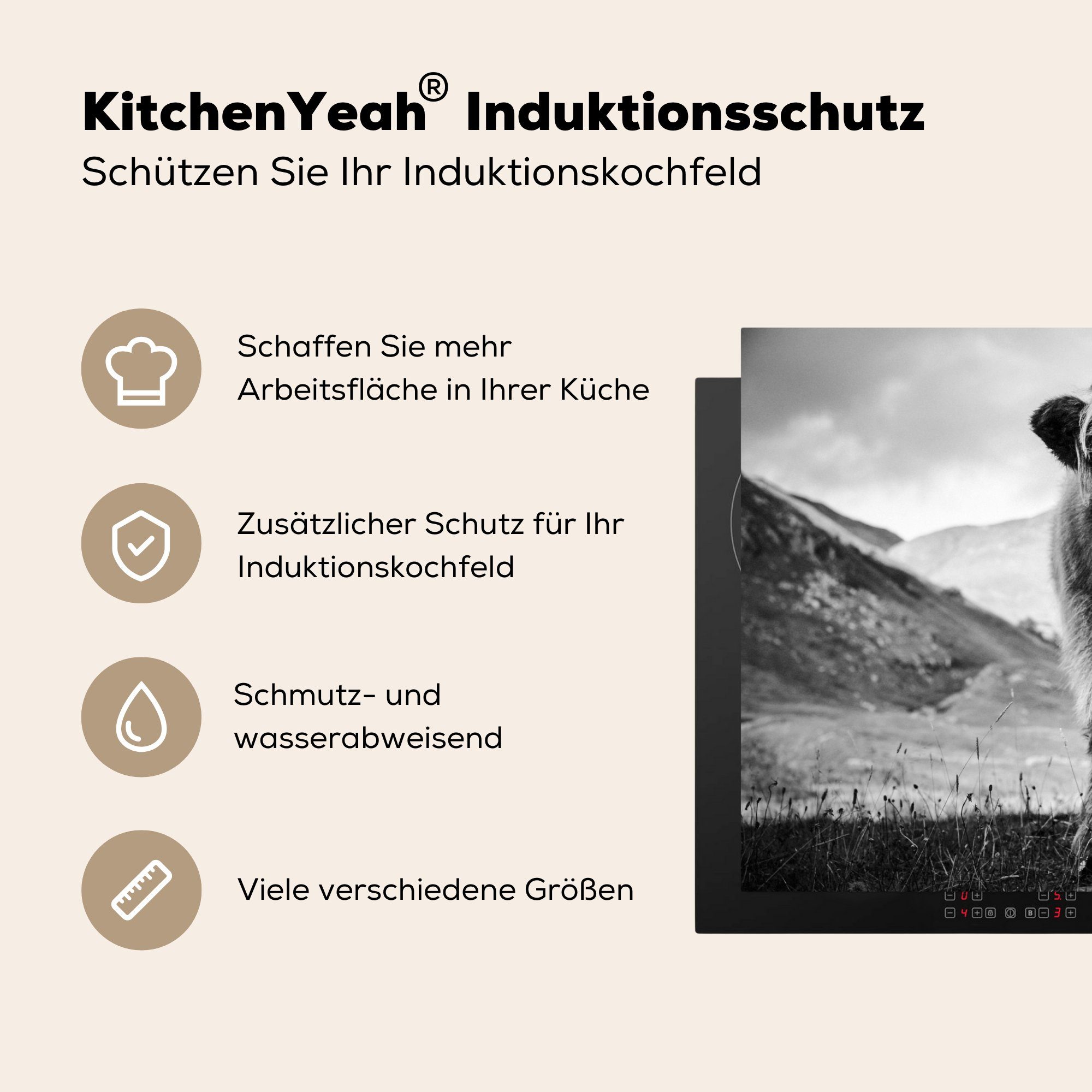 Schottischer Highlander Weiß, 81x52 Ceranfeldabdeckung küche, - (1 Induktionskochfeld Schwarz cm, die - für Berg tlg), Herdblende-/Abdeckplatte - Schutz Vinyl, MuchoWow