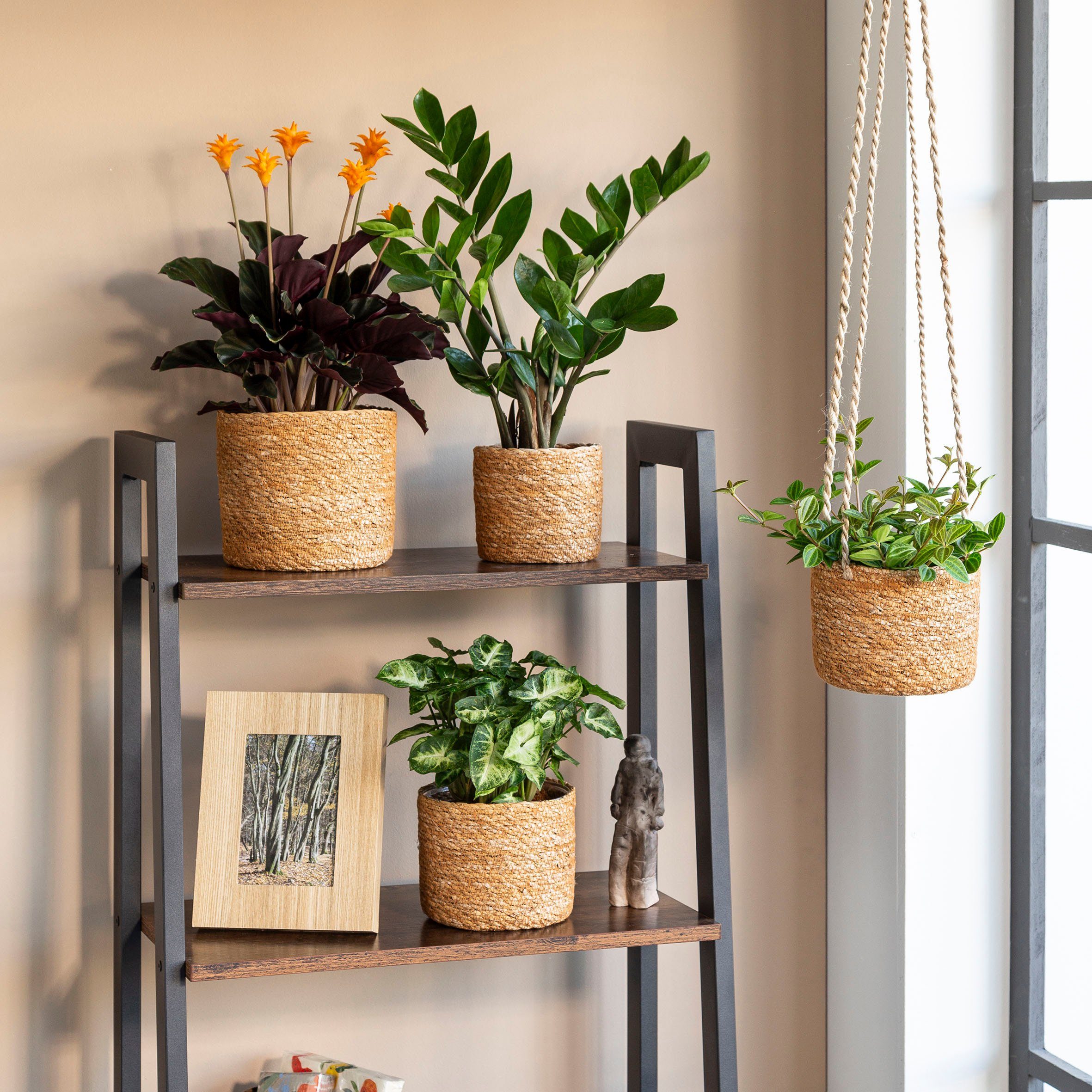 Scheurich Blumentopf nut 26/508 günstig online kaufen