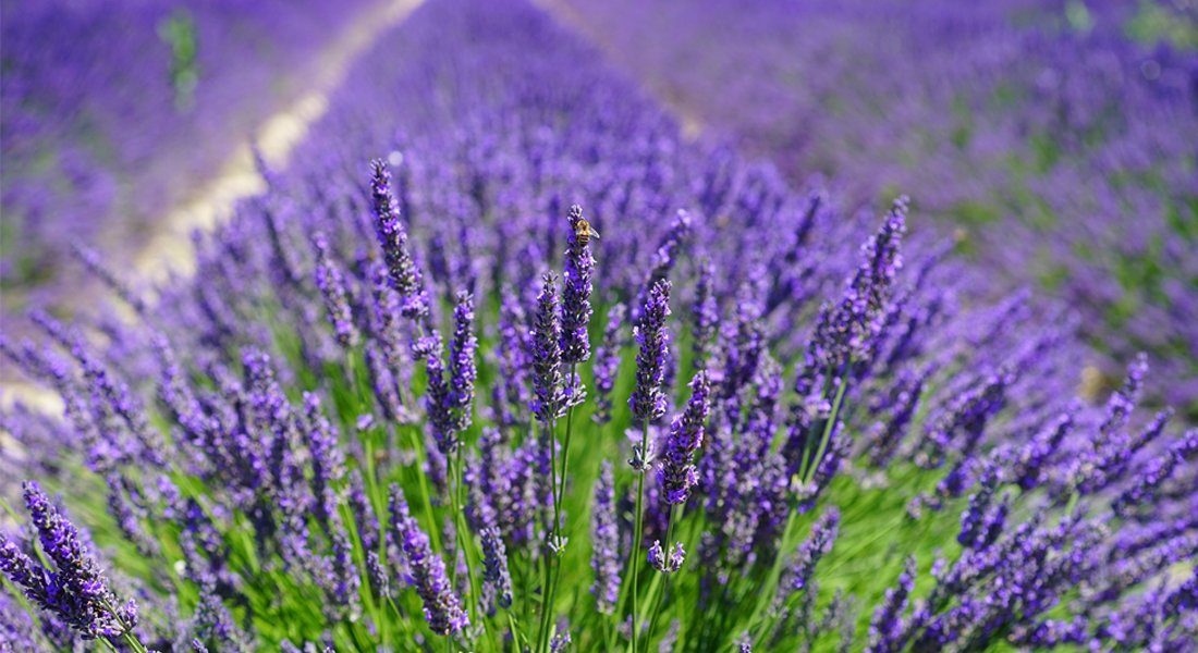 Quertee Duftbeutel 10x Bio Lavendel Lavendelsäckchen Duftsäckchen Mottenschutz (10x10 g), 1-tlg., Hergestellt in Deutschland