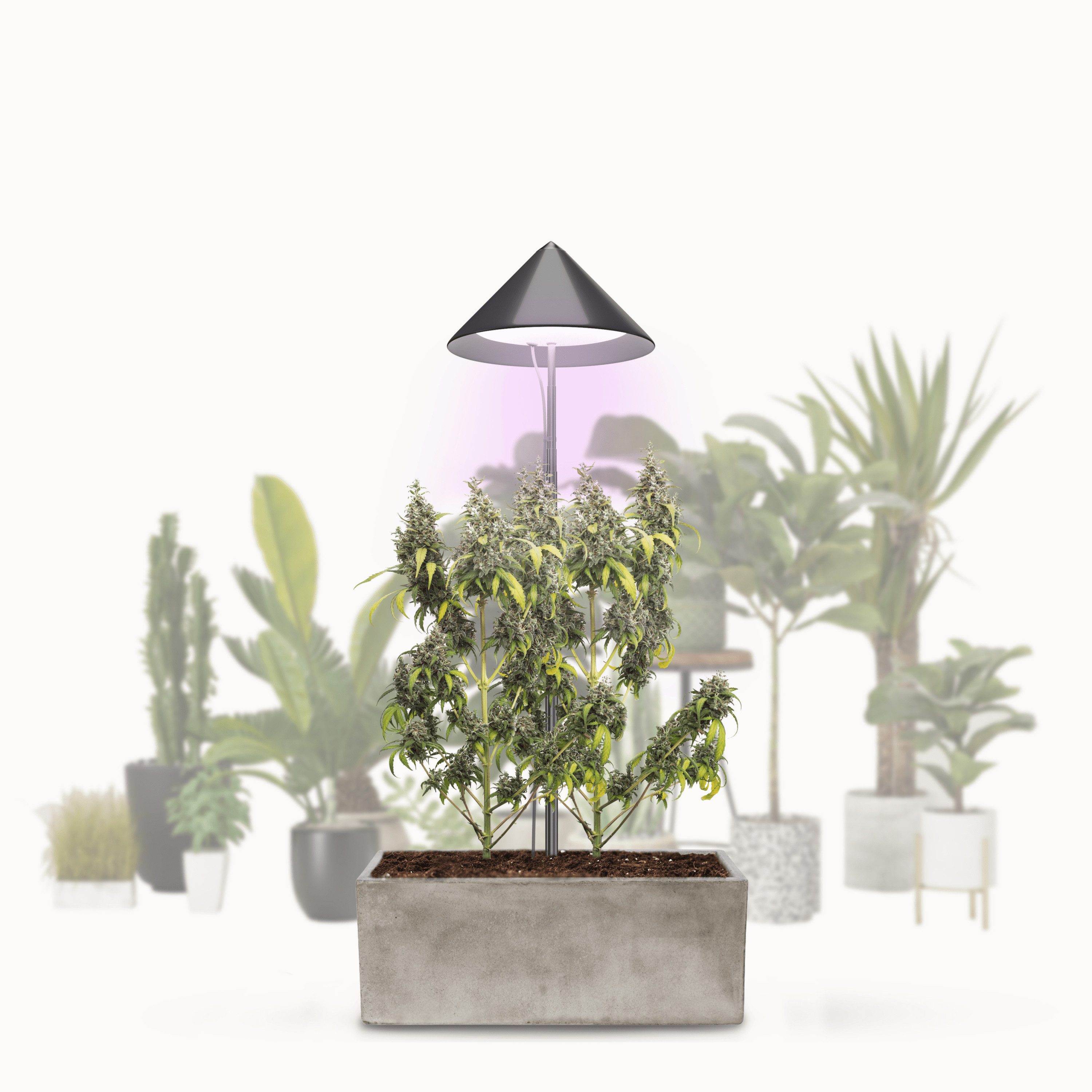 PARUS Pflanzenlampe CANNA, Leuchtmittel für Pflanzen, günstig online kaufen