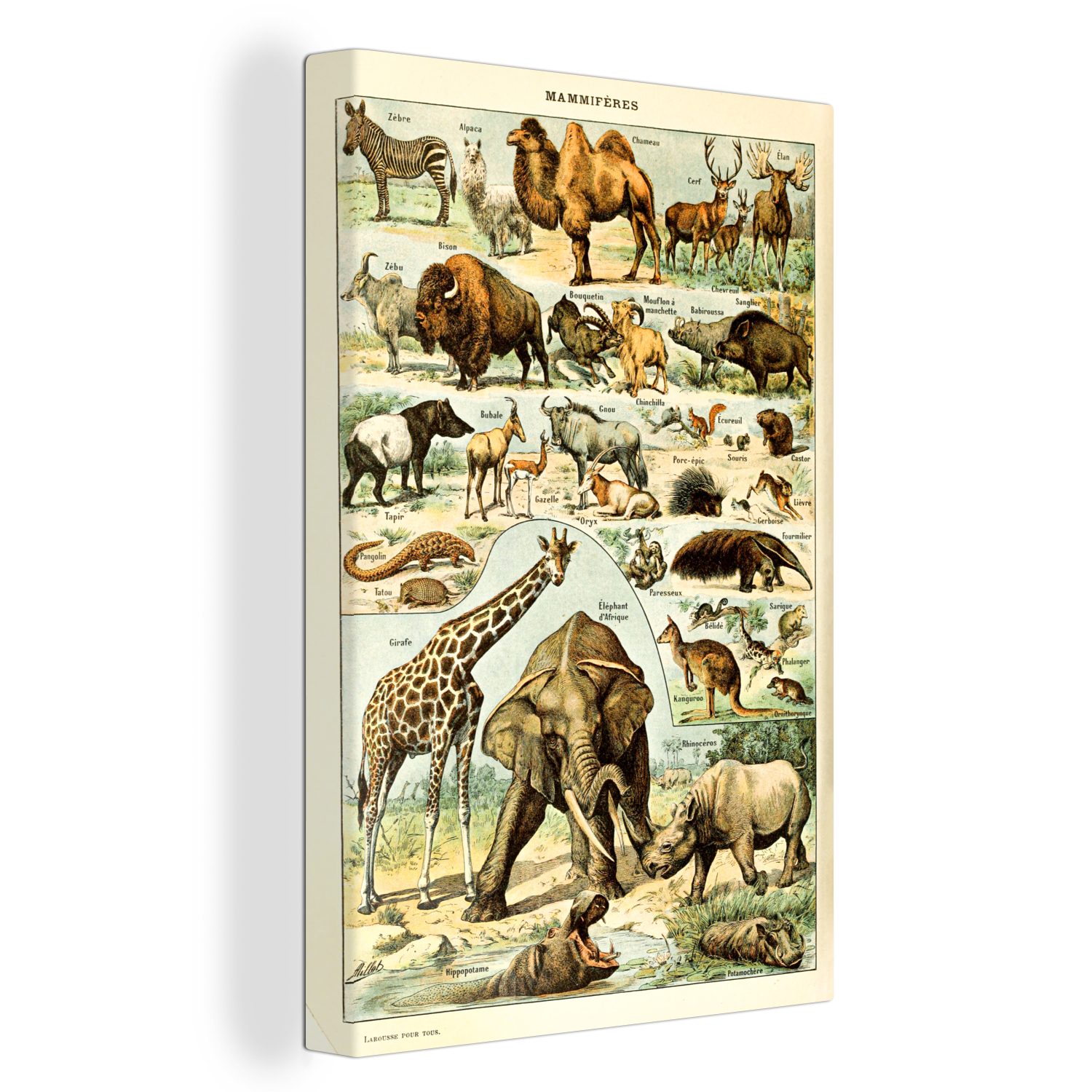 fertig Giraffe Kamel bespannt - - Adolphe - 20x30 - inkl. Leinwandbild cm St), Tiere Zackenaufhänger, OneMillionCanvasses® (1 Leinwandbild Jahrgang Millot, Gemälde,