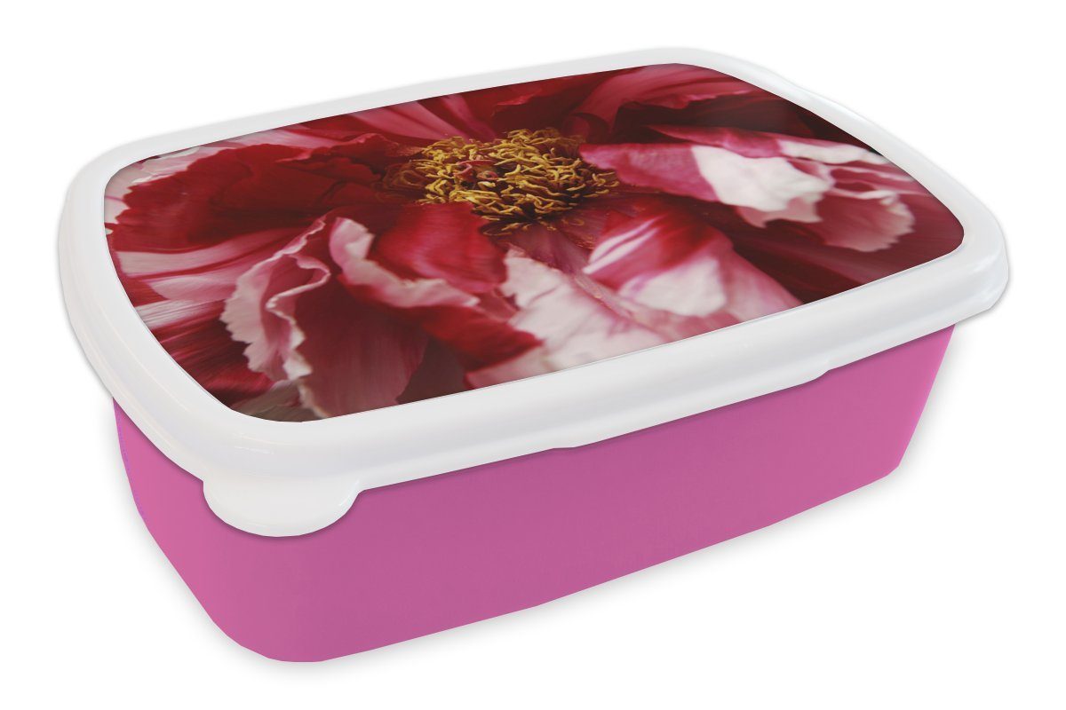 MuchoWow Lunchbox Eine verblühte rote Brotdose Pfingstrose, Brotbox rosa Kunststoff Kinder, Snackbox, Kunststoff, (2-tlg), Mädchen, Erwachsene, für