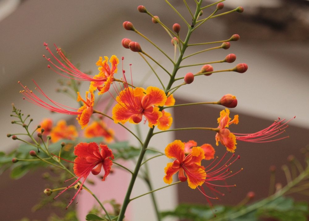 SAFLAX Blumensamen Pfauenstrauch - Caesalpinia - 10 Samen