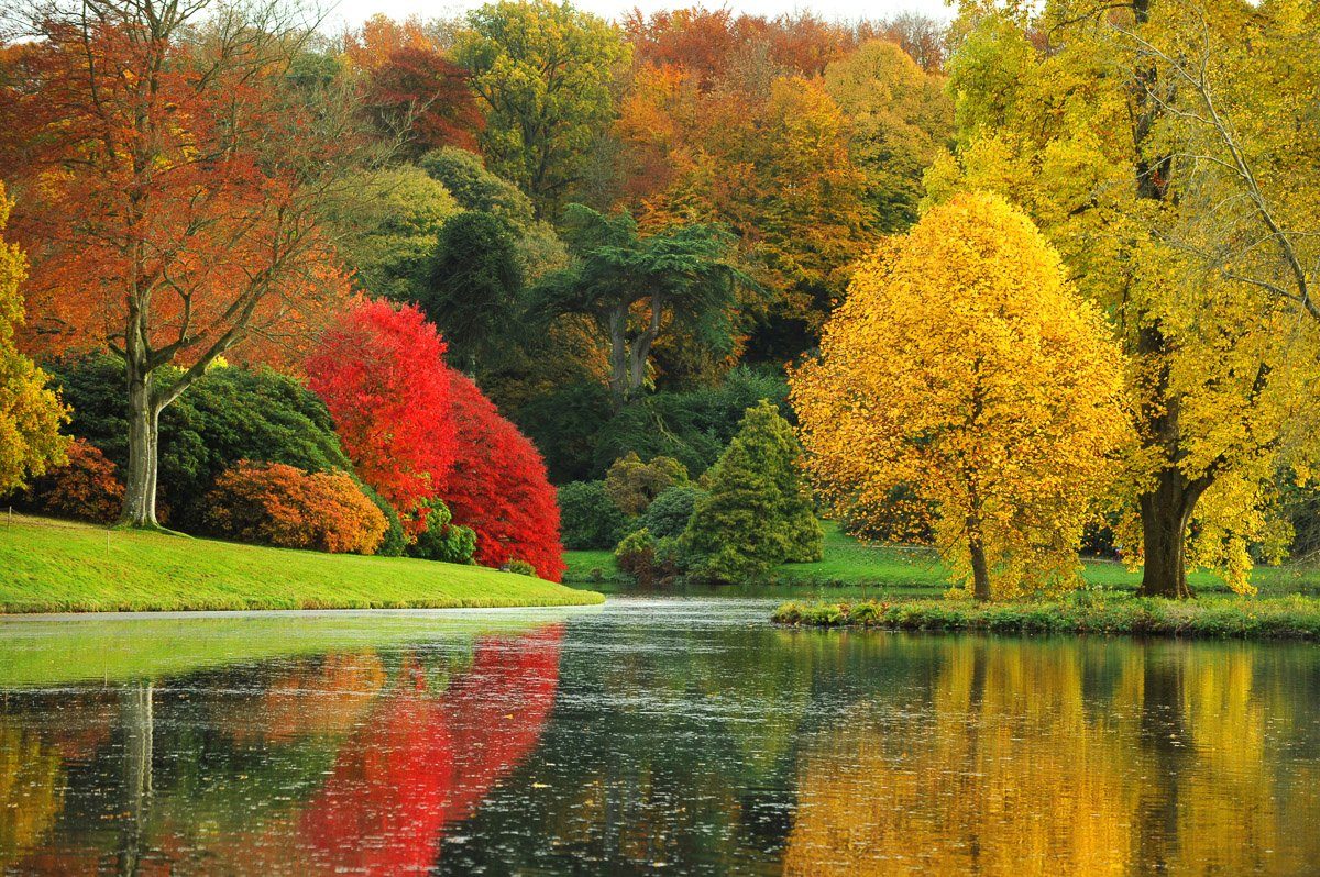 Fototapete Fluss im Wald