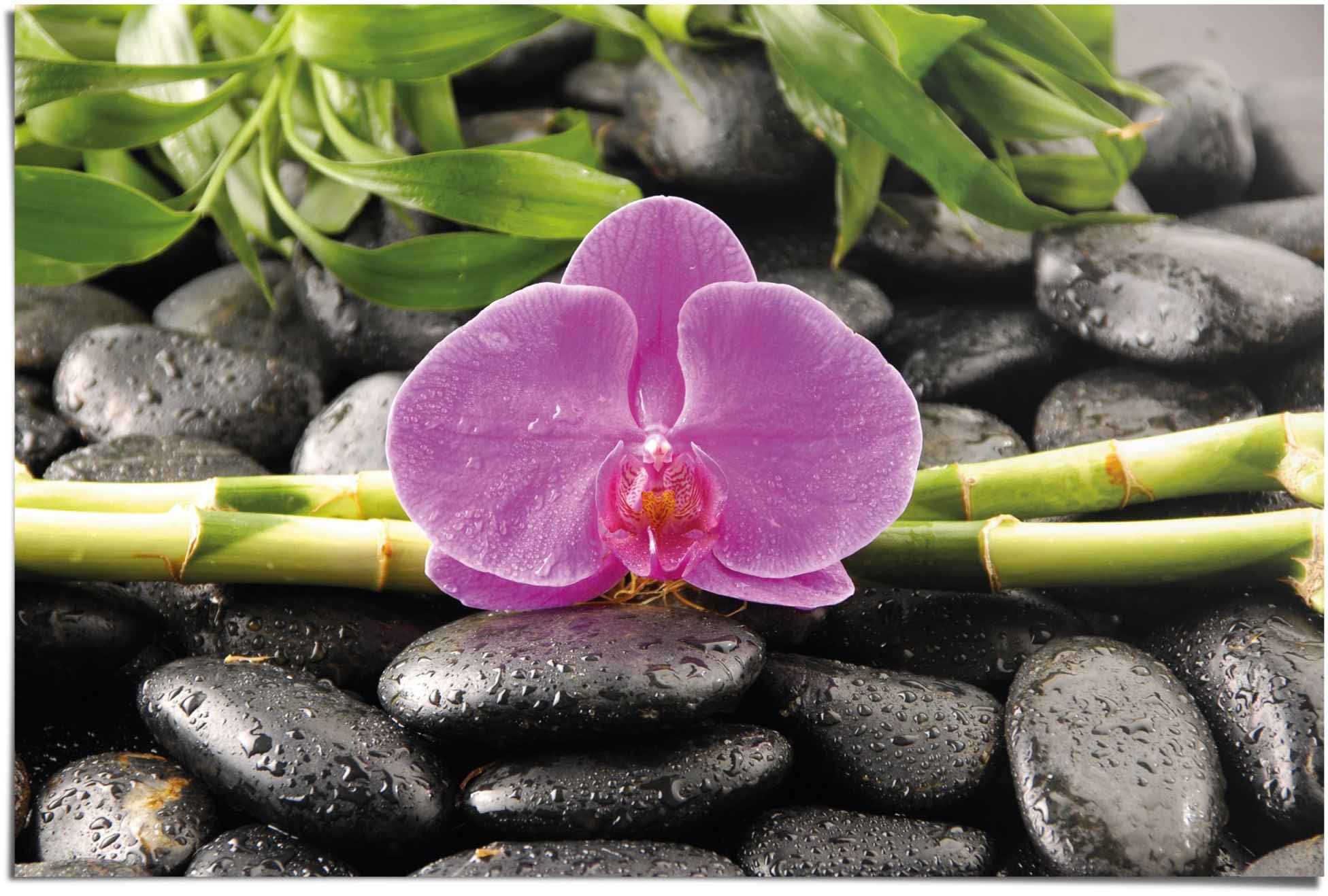 Reinders! Poster »Orchidee«, (1 Stück)-Otto