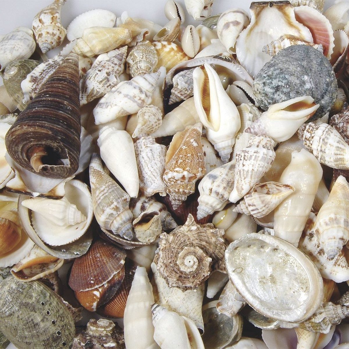 Knorr Prandell Bastelfilz Muscheln 1,5-7cm 250g natur