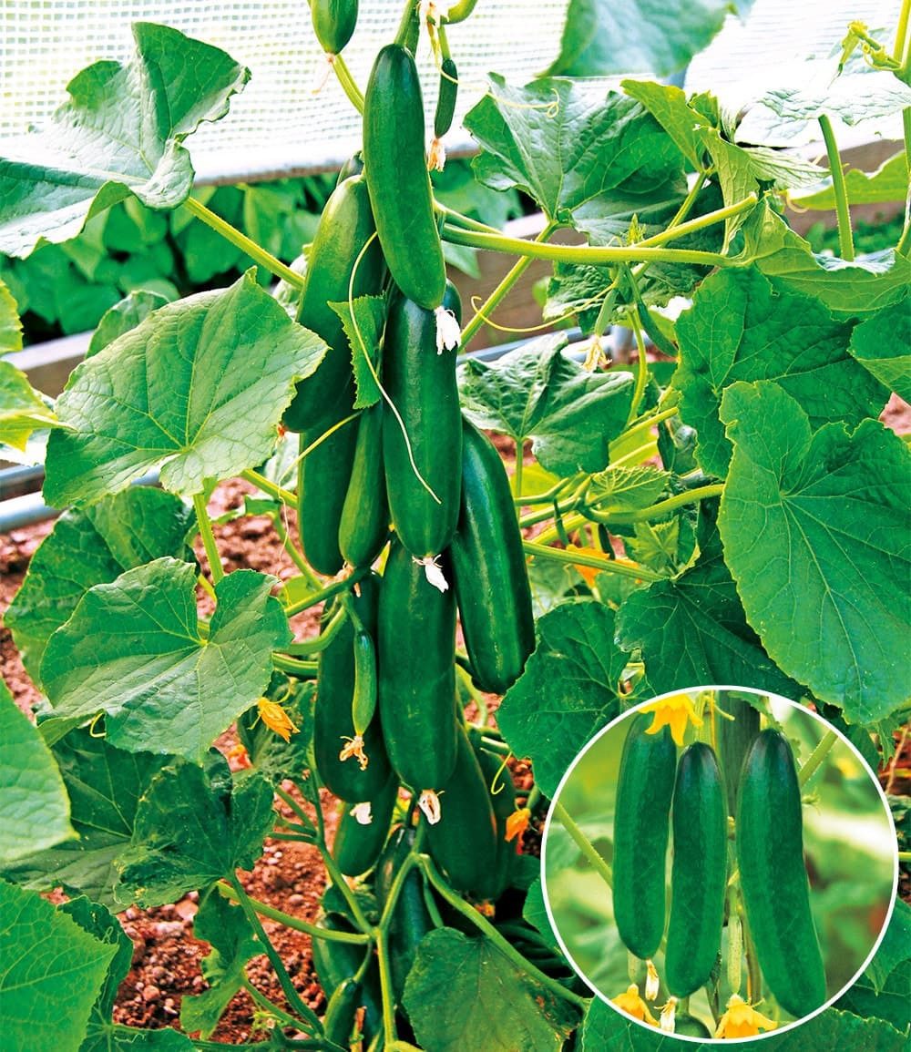 BALDUR Garten Gemüsepflanze Snack-Gemüse Kollektion, 8 St., Kuebel-gemuese, pflegeleicht