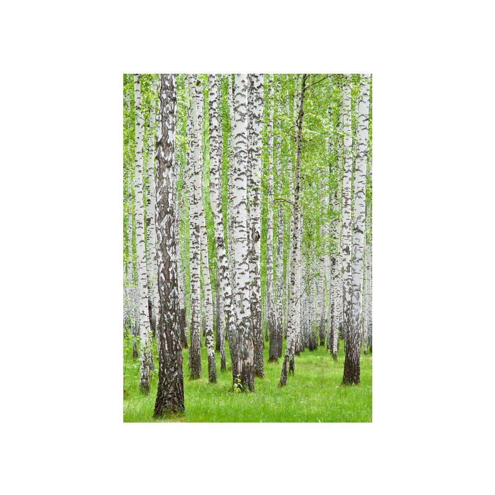 Fototapete Bäume Birke Natur Wald liwwing no. grün Wald 433, liwwing weiß Fototapete