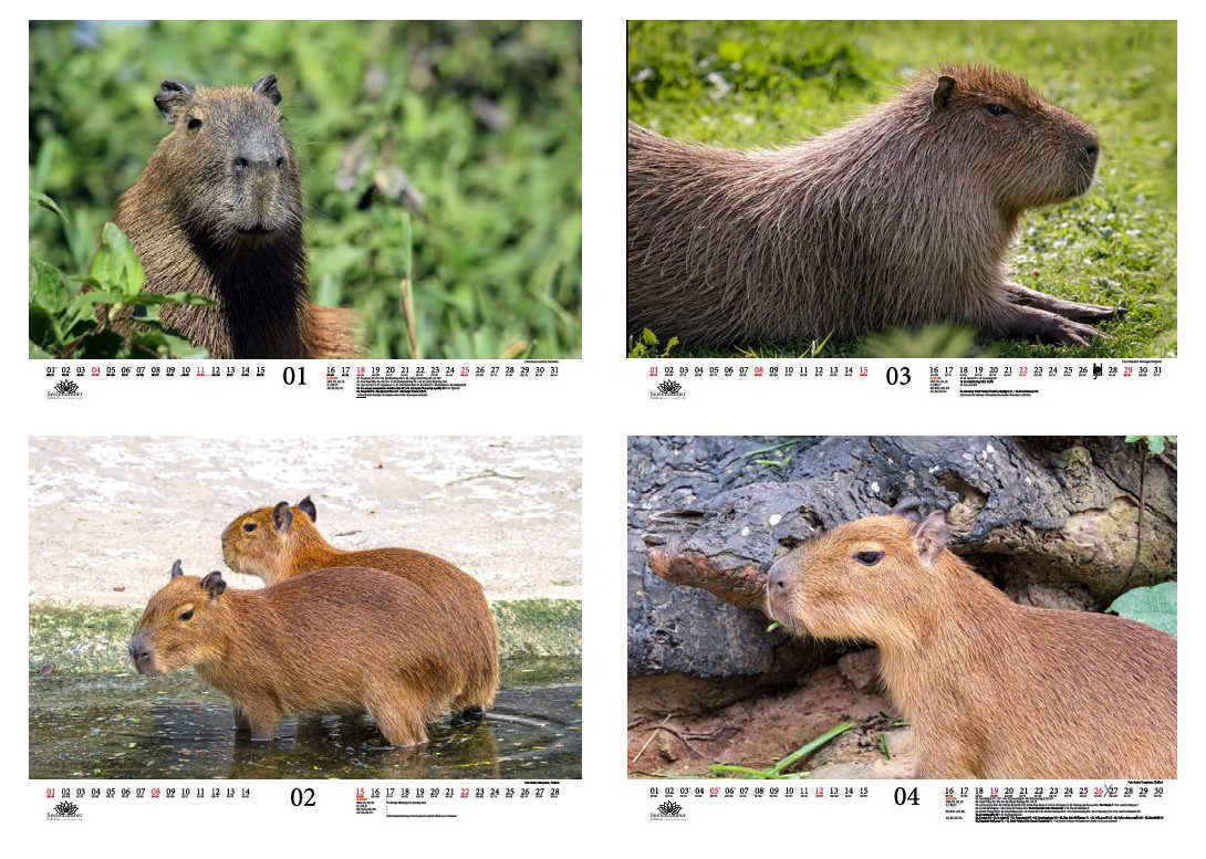 Seelenzauber Wandkalender Tierzauber Capybara DIN A3 Kalender für 2026 Schweine Schweinchen