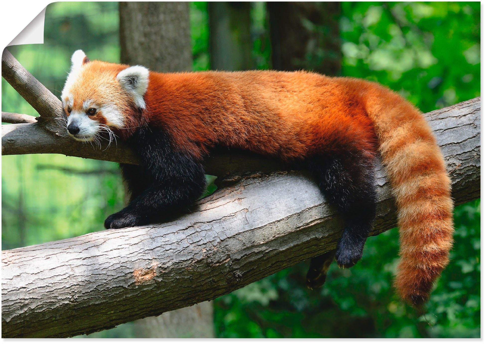 oder versch. Panda, Artland Poster in Größen Wildtiere Leinwandbild, St), als (1 Wandaufkleber Alubild, Roter Wandbild