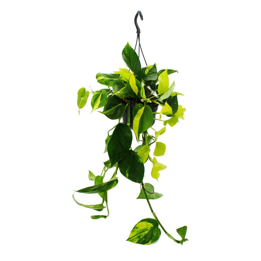Exotenherz Zimmerpflanze Efeututen-Trio 3 ver. Sorten rankendes Epipremnum günstig online kaufen