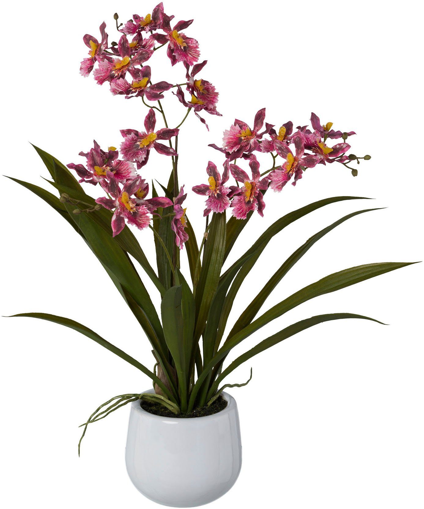 Kunstorchidee Gambia, Creativ green, Höhe 50 cm, im Keramiktopf günstig online kaufen