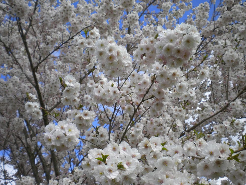 Garten von Ehren Gehölze Prunus subhirtella Autumnalis, Containerware, 60-100 cm hoch