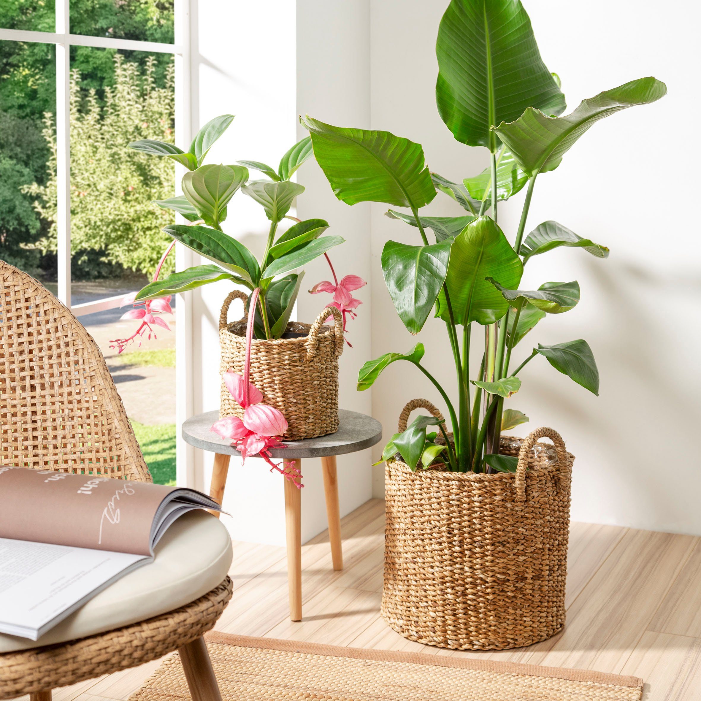 Scheurich Blumentopf nut 27/516