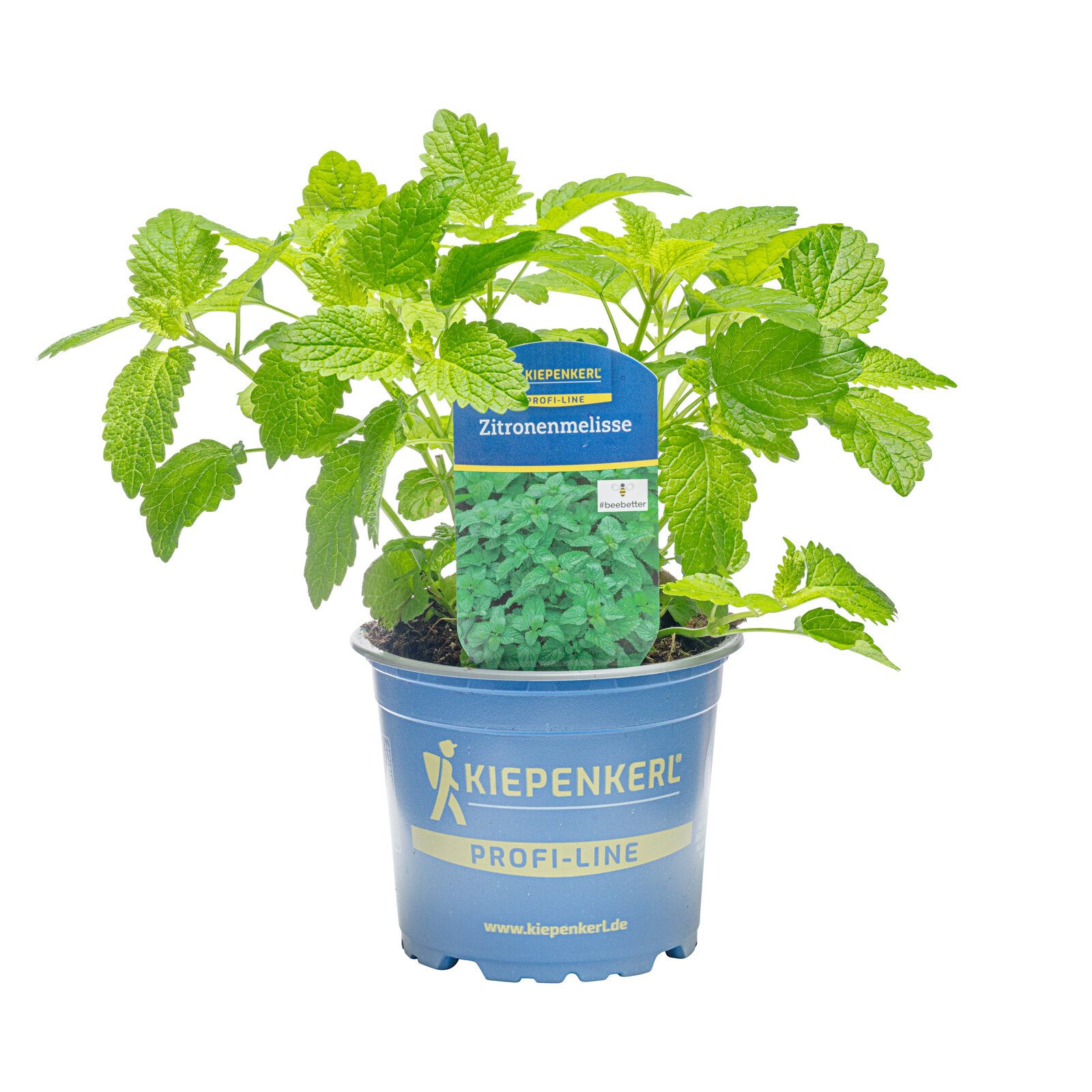 Pflanzen für Dich Gewürzkraut Zitronenmelisse 12cm Topf