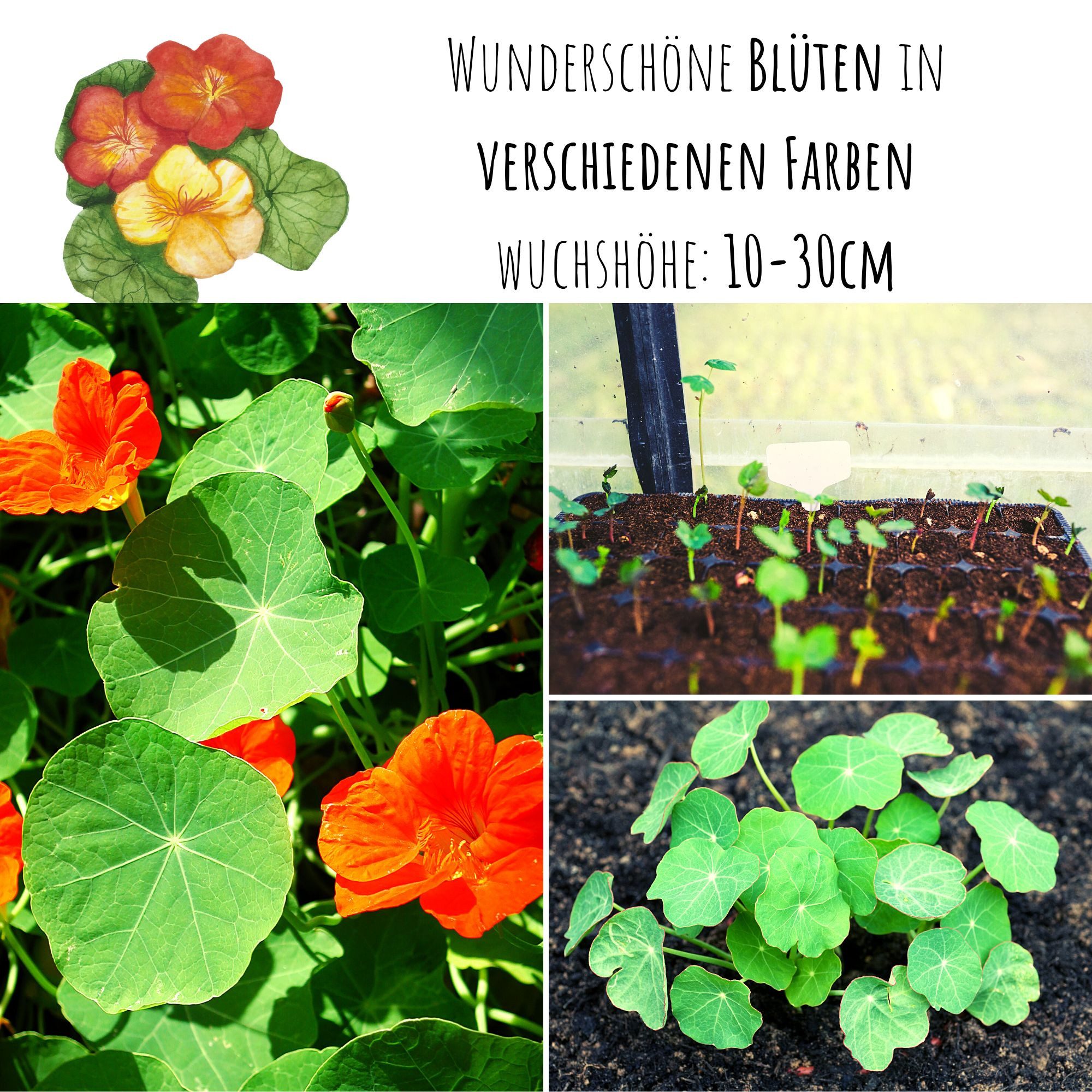 HappySeed Blumensamen Kapuzinerkresse Samen - Tropaeolum majus, Blumen günstig online kaufen