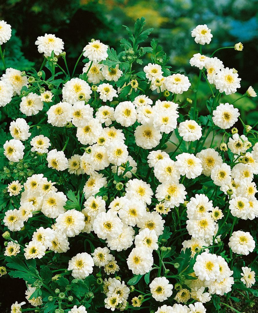 Pflanzen für Dich Staude Tanacetum parthenium, 1 St., Mutterkraut, Falsche Kamille, Fieberkraut – Bild 3 von 5