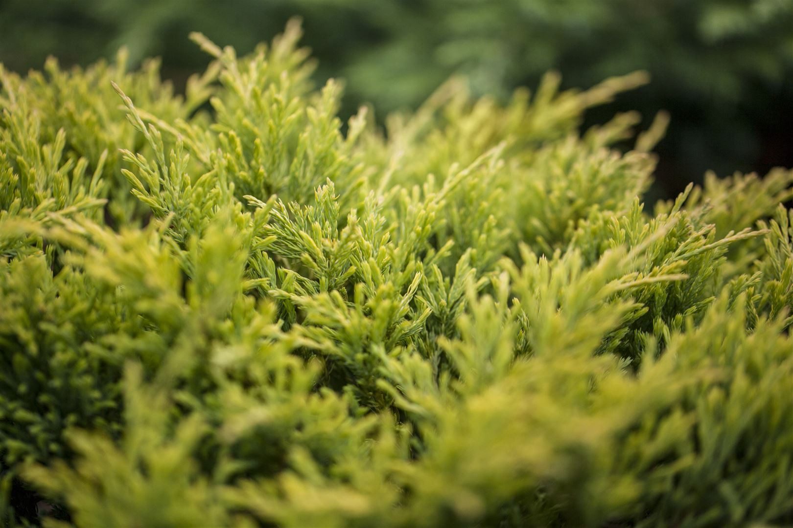 Pflanzen für Dich Konifere Juniperus horizontalis Limeglow, 1 St., Kriech-Wacholder, Teppich-Wacholder, gelbgrün, kriechend