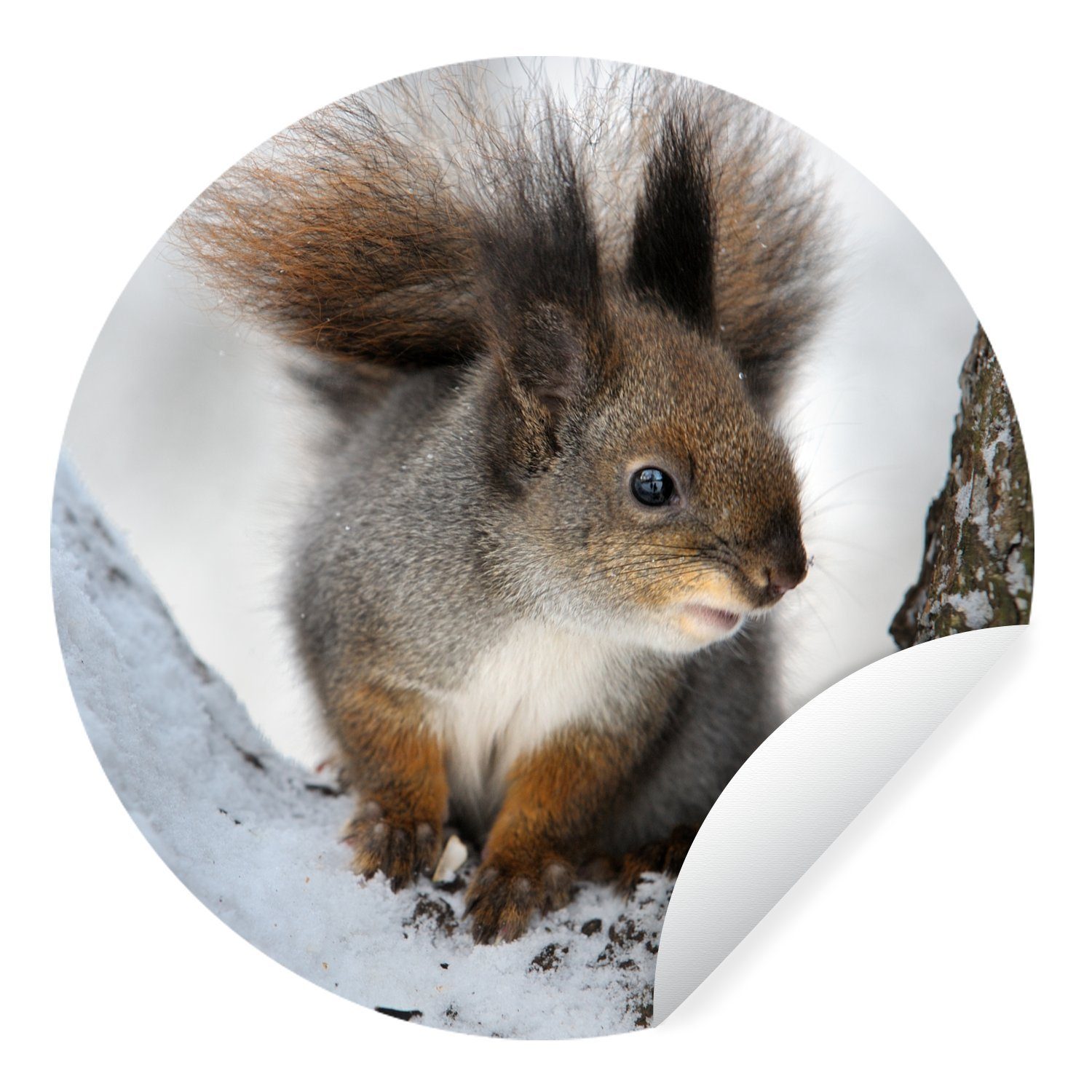 MuchoWow Wandsticker Eichhörnchen - Tier - Baum - Winter (1 St), Tapetenkreis für Kinderzimmer, Tapetenaufkleber, Rund, Wohnzimmer